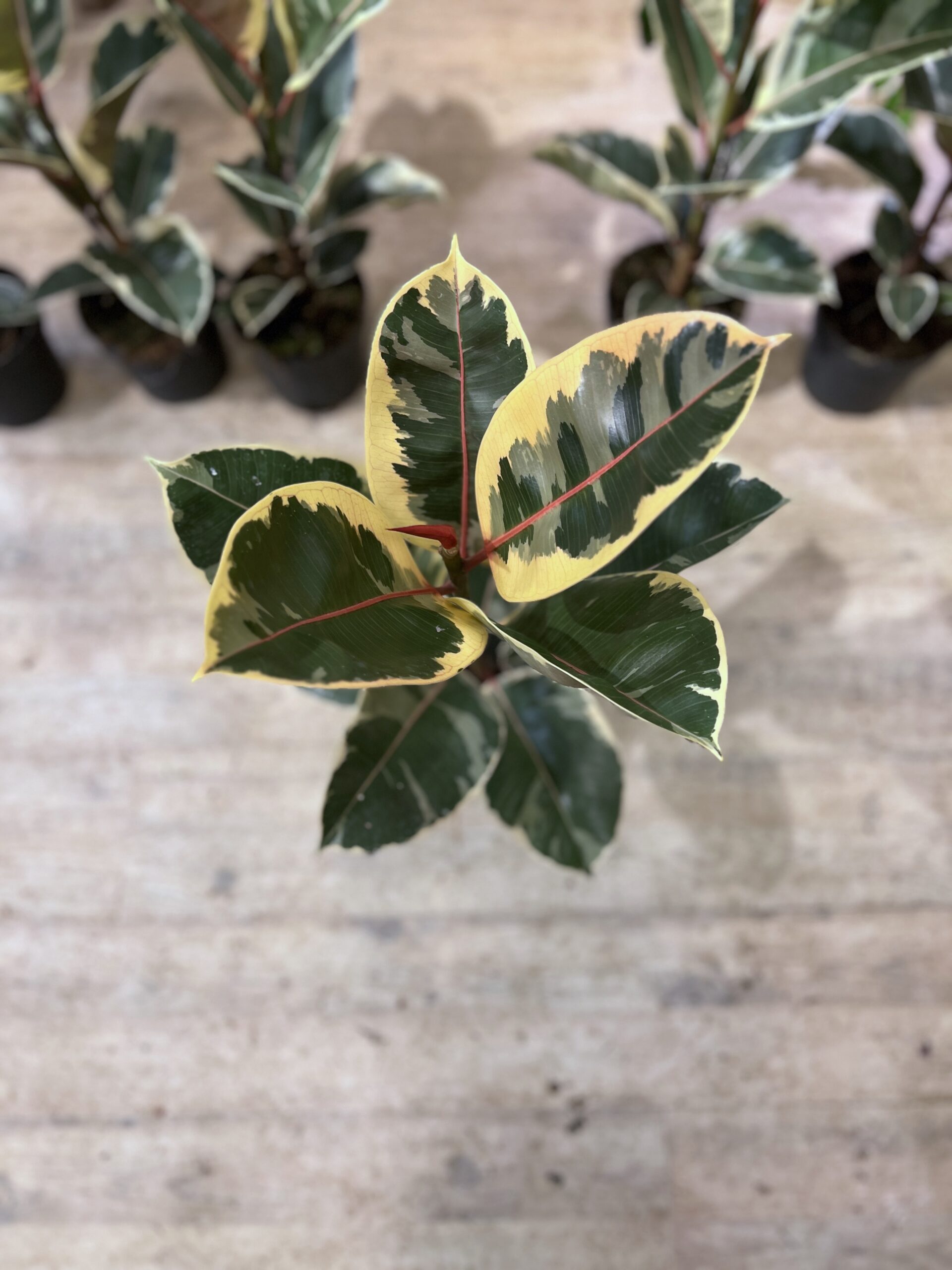 Ficus Tineke blade - Happyflower-dk