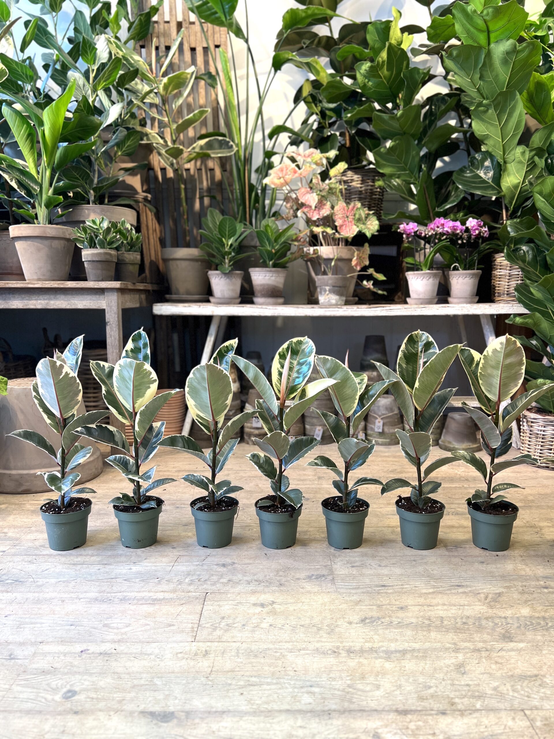 Ficus Tineke (lille) - 2023 - Happyflower-dk