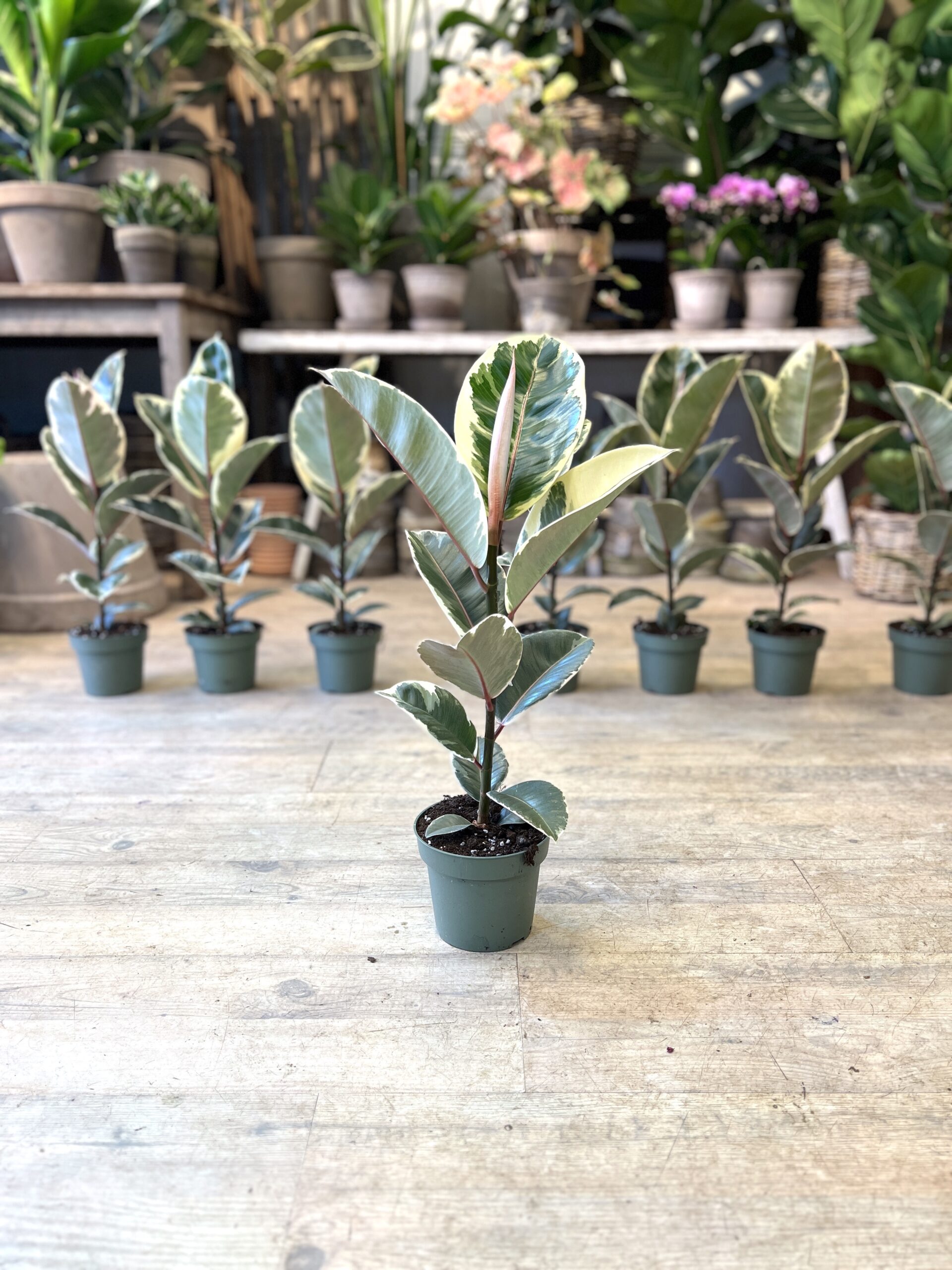 Ficus Tineke (lille) - Happyflower-dk