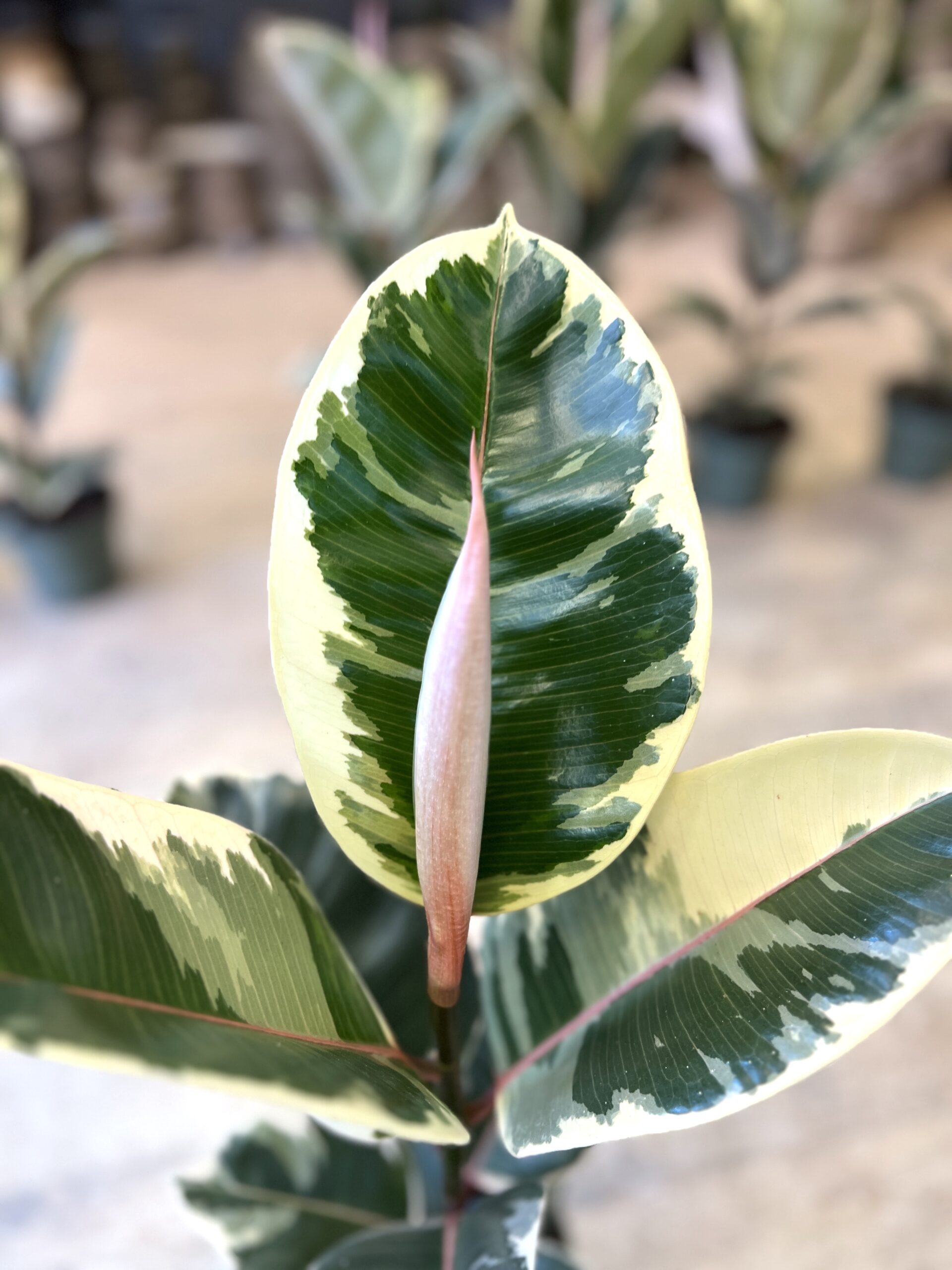 Ficus Tineke (lille) blad - Happyflower-dk