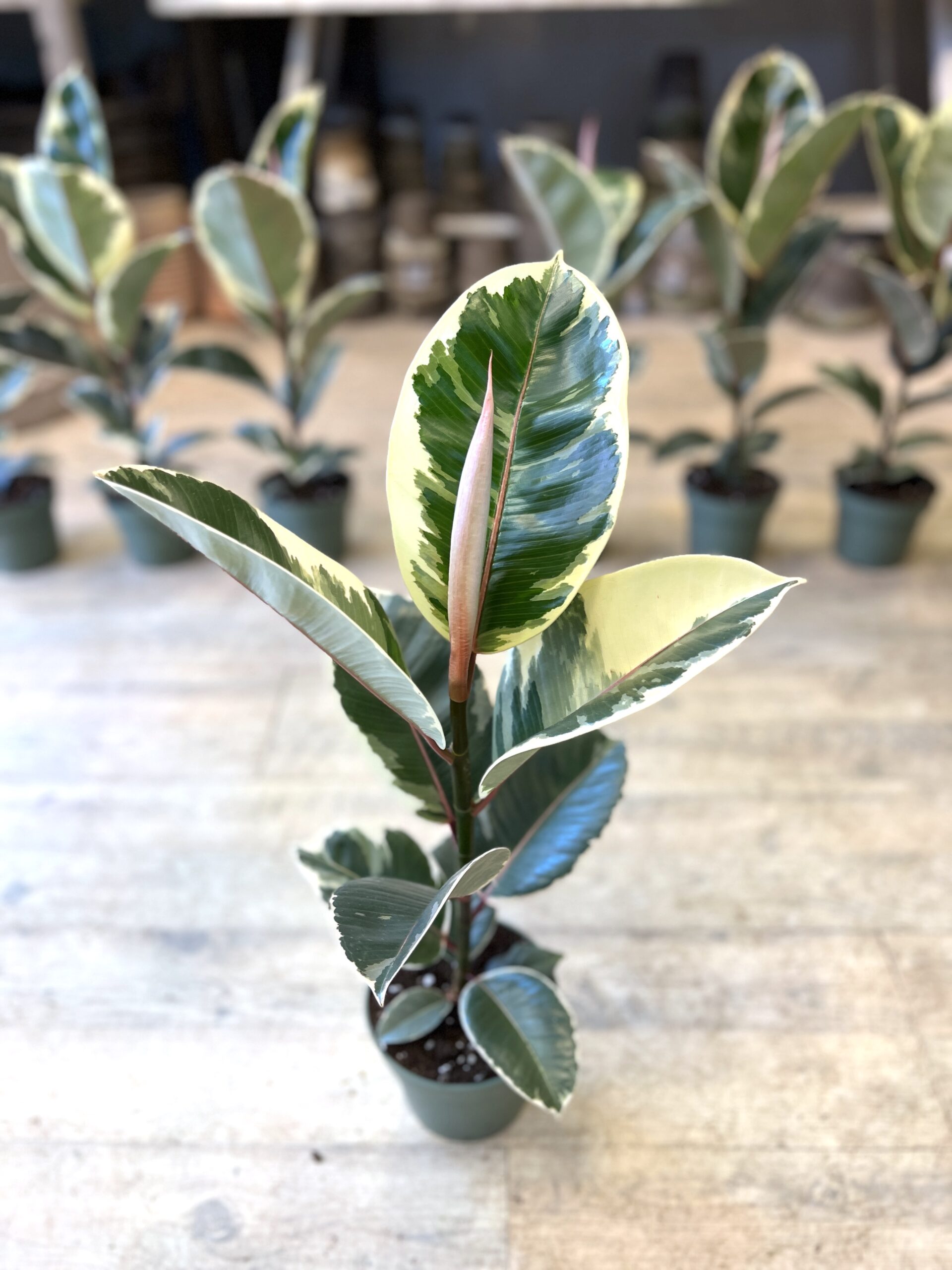 Ficus Tineke (lille) blade - Happyflower-dk