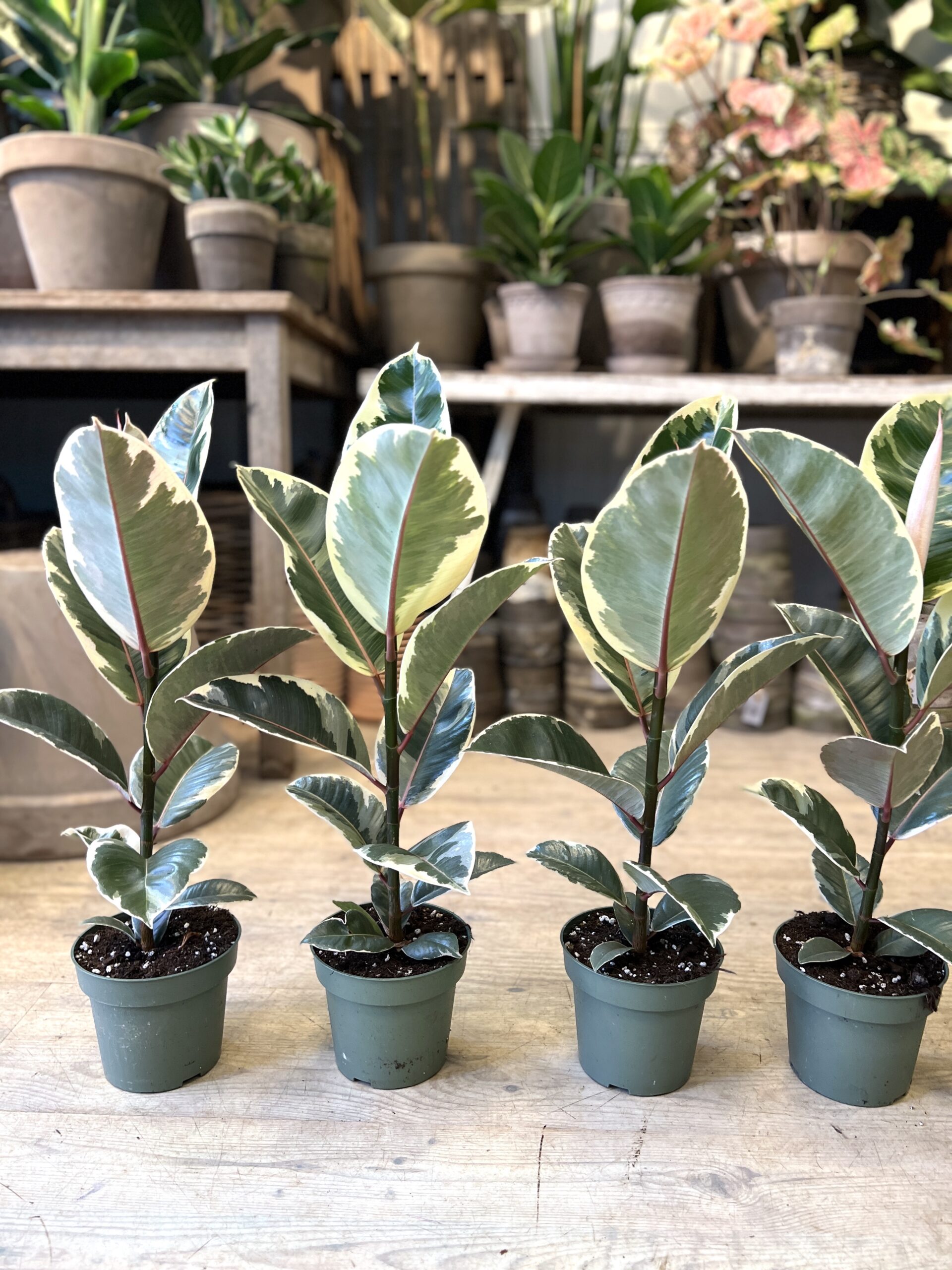 Ficus Tineke (lille) planter - Happyflower-dk