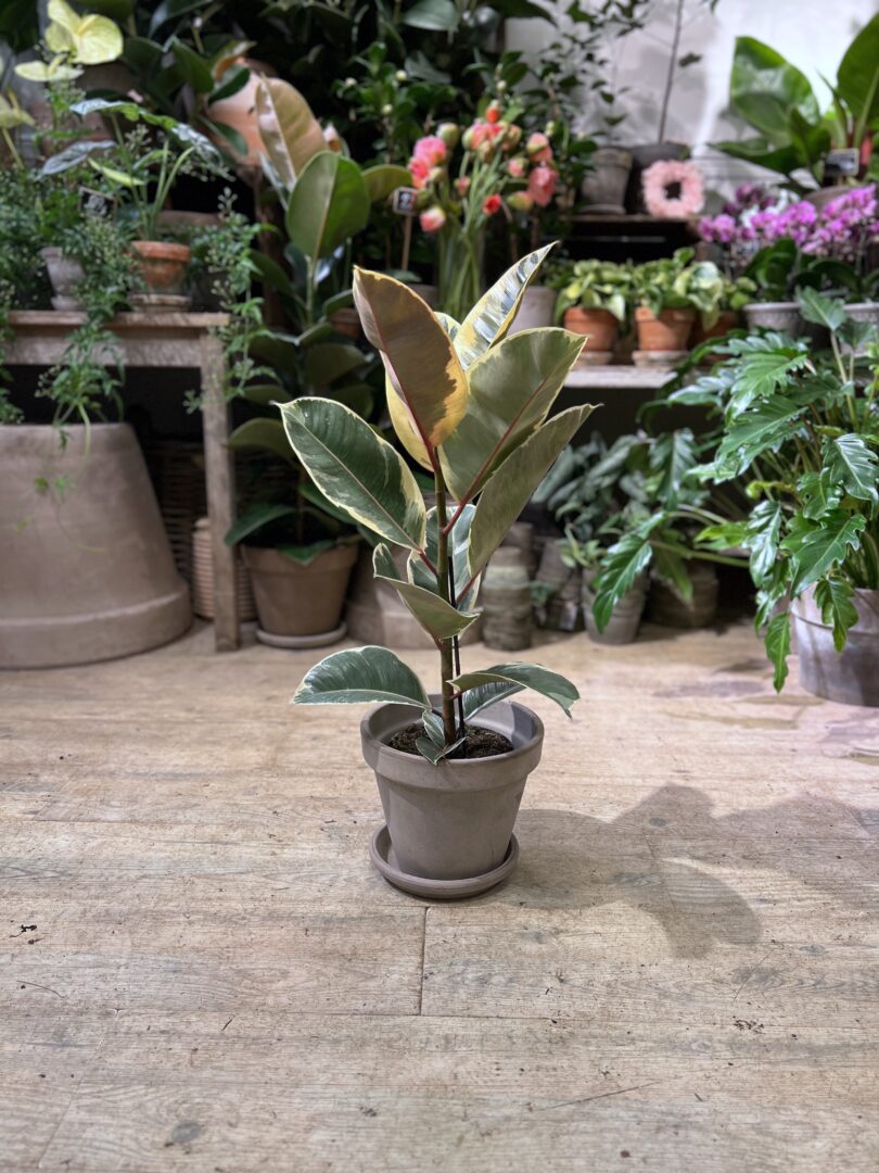 Ficus Tineke med krukke - Happyflower-dk