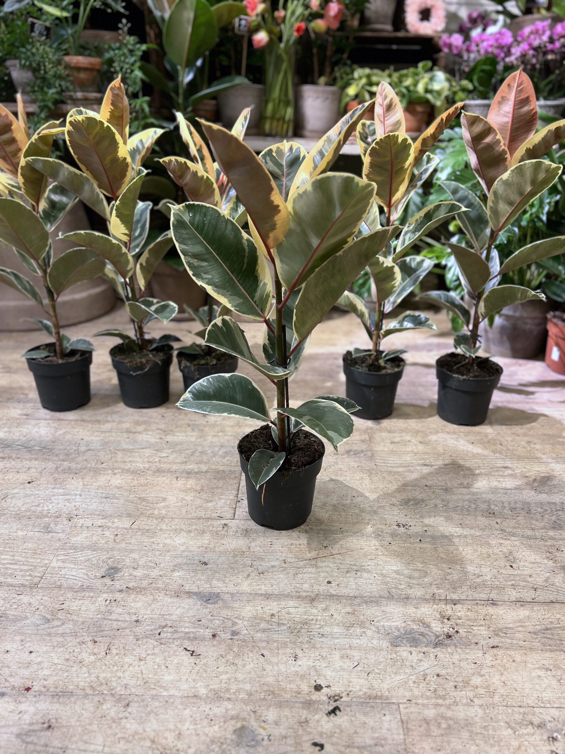 Ficus Tineke planter - Happyflower-dk