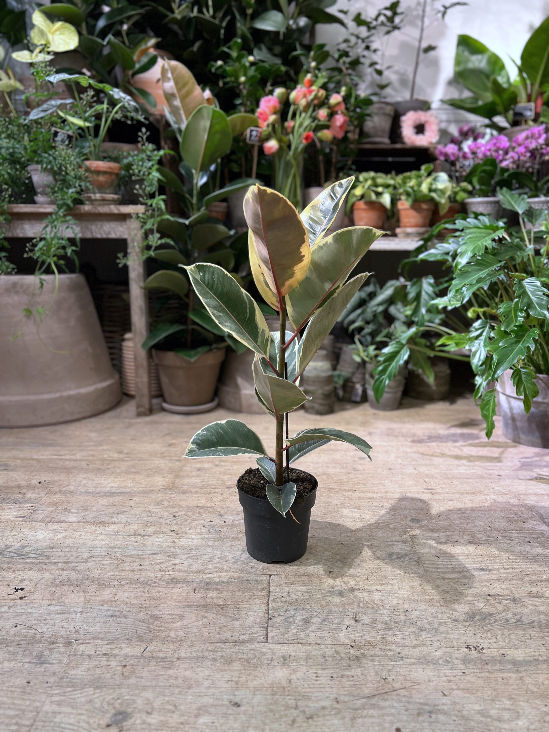 Ficus Tineke uden krukke - Happyflower-dk