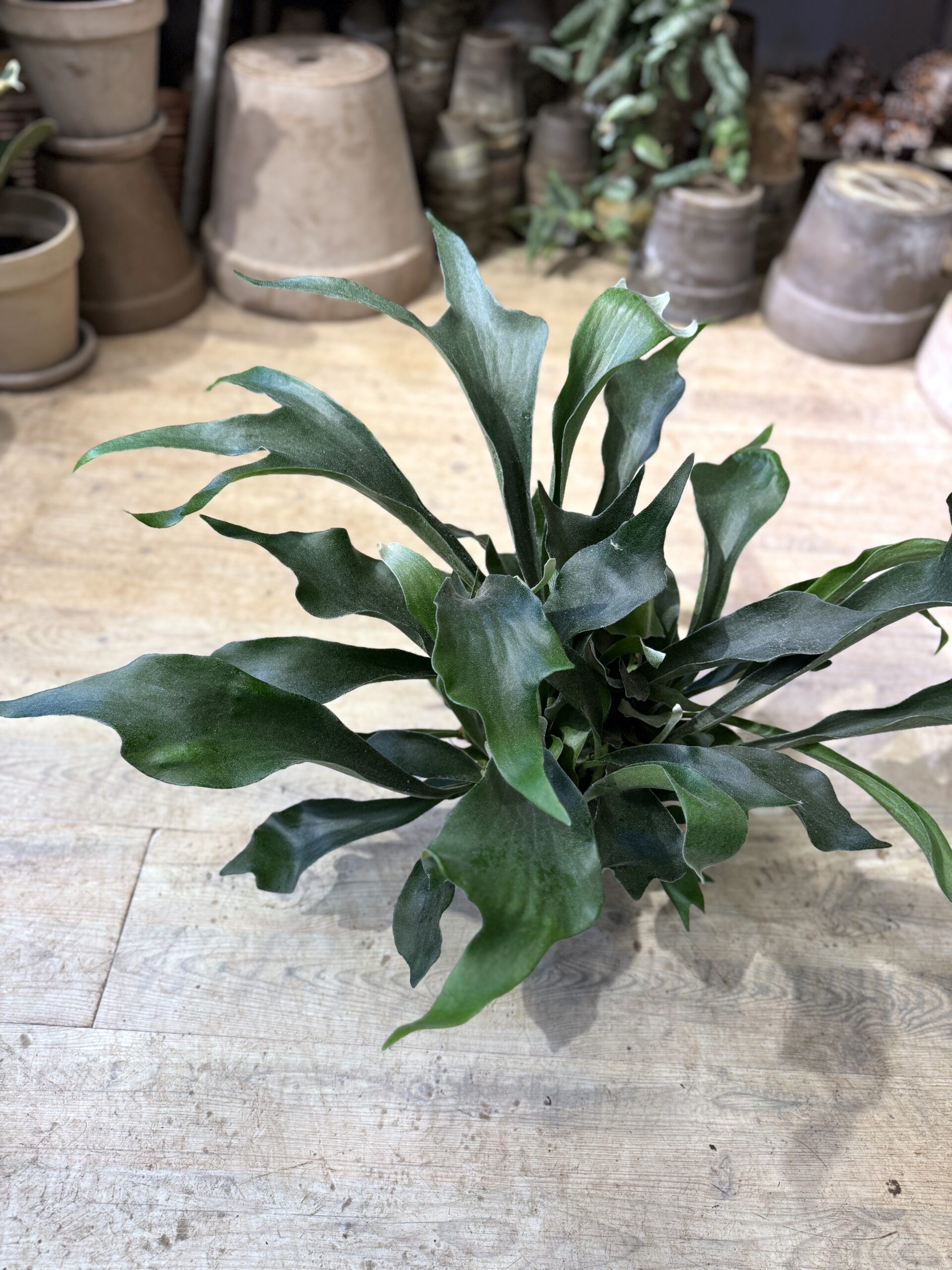 Hjortetakbregne - Platycerium blade - Happyflower-dk