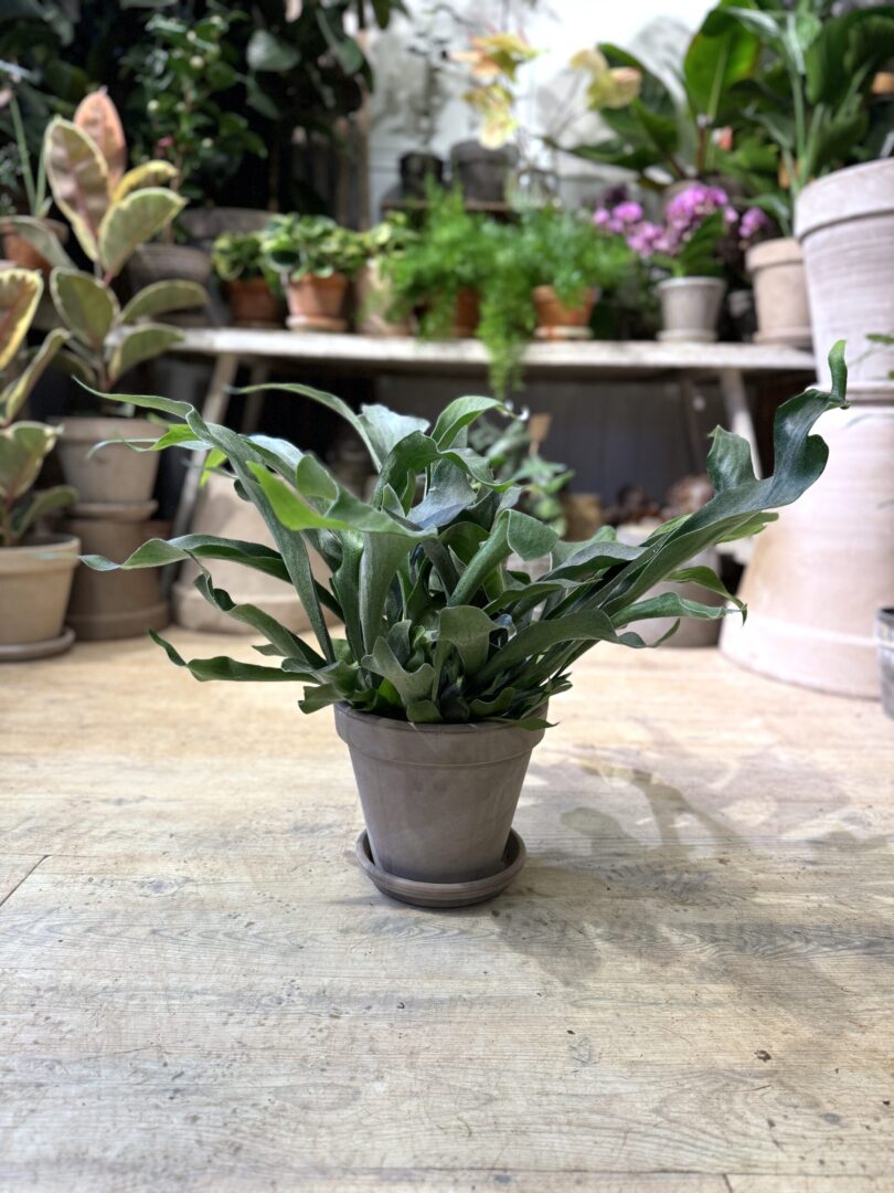 Hjortetakbregne - Platycerium med krukke - Happyflower-dk