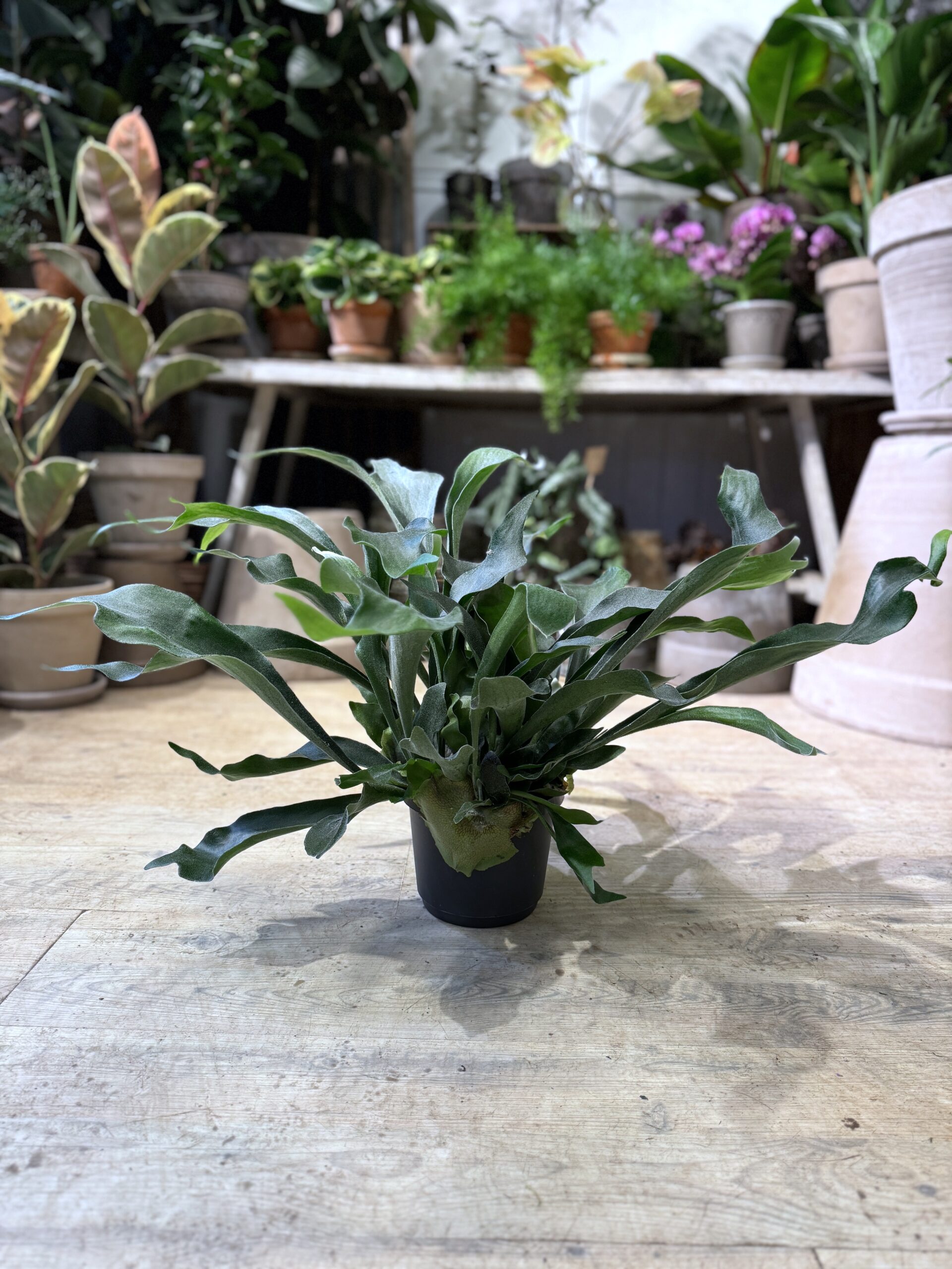 Hjortetakbregne - Platycerium uden krukke - Happyflower-dk