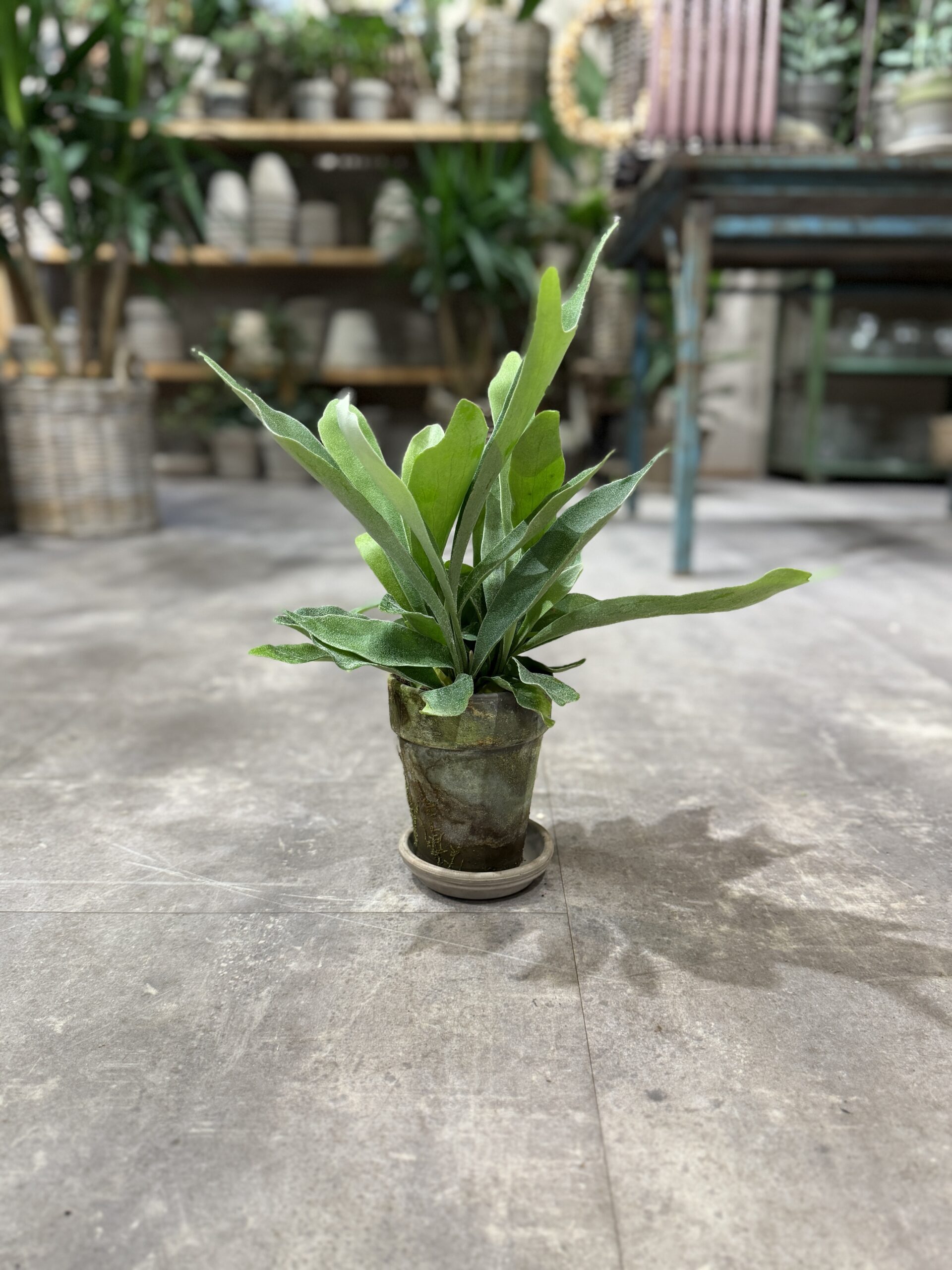 Hjortetakbregne fra dansk gartner - Happyflower-dk