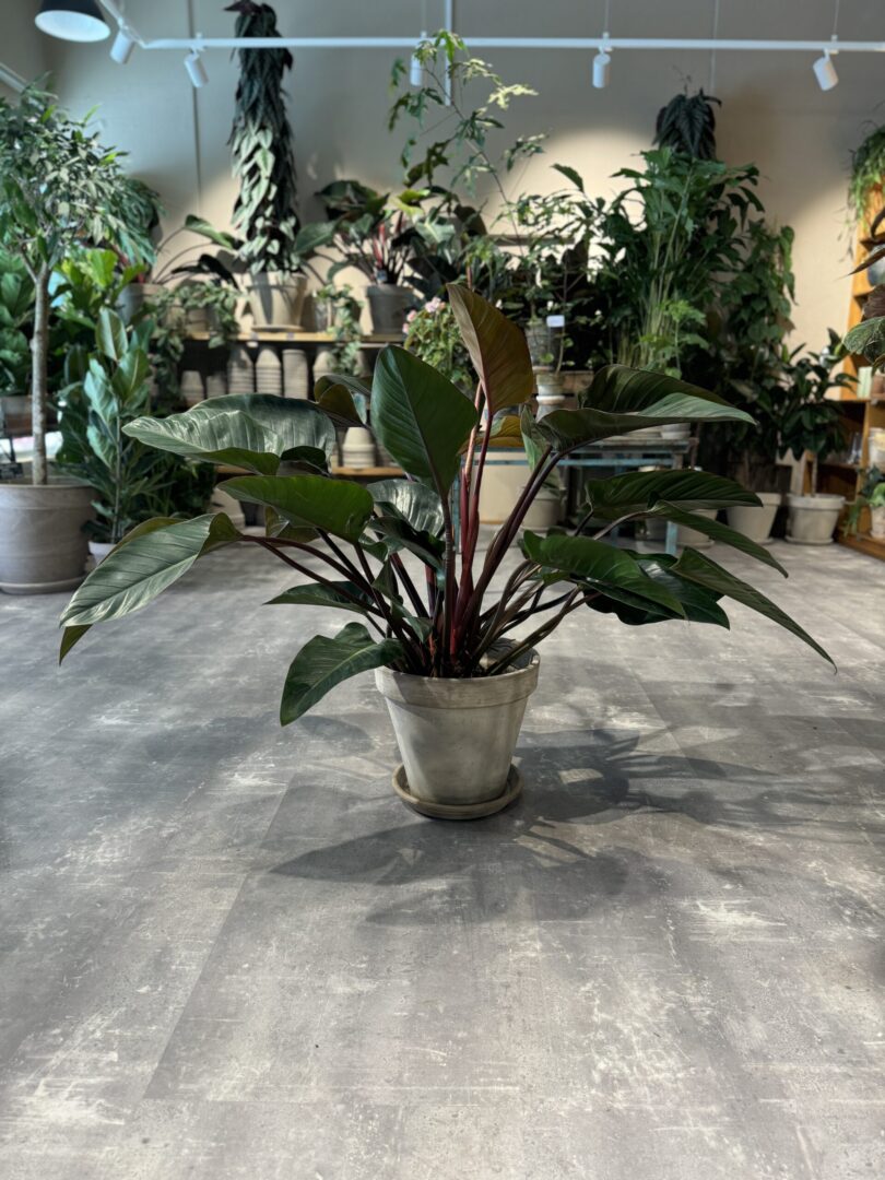 Philodendron Congo Red - Happyflower-dk