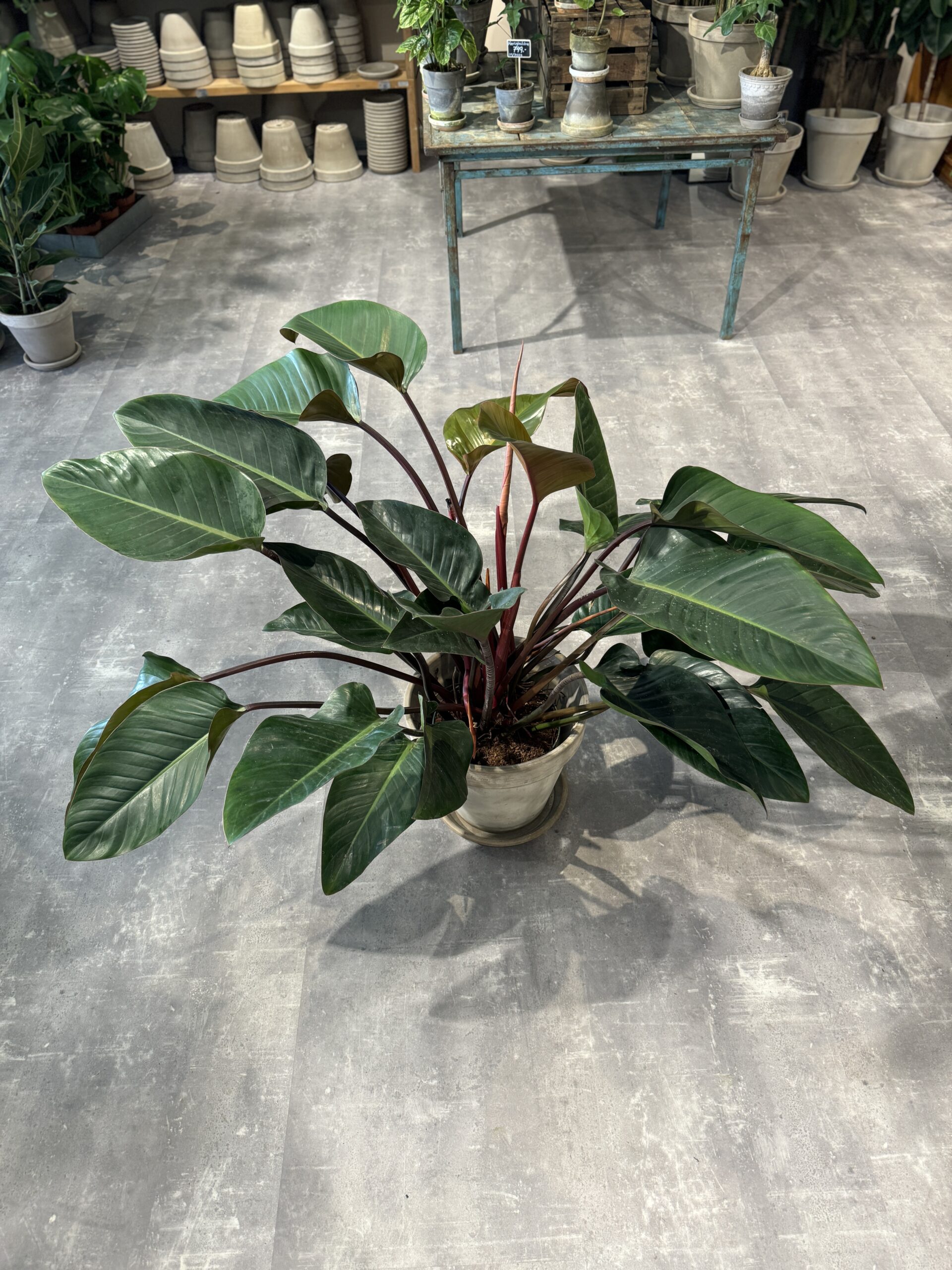 Philodendron Congo Red blade- Happyflower-dk