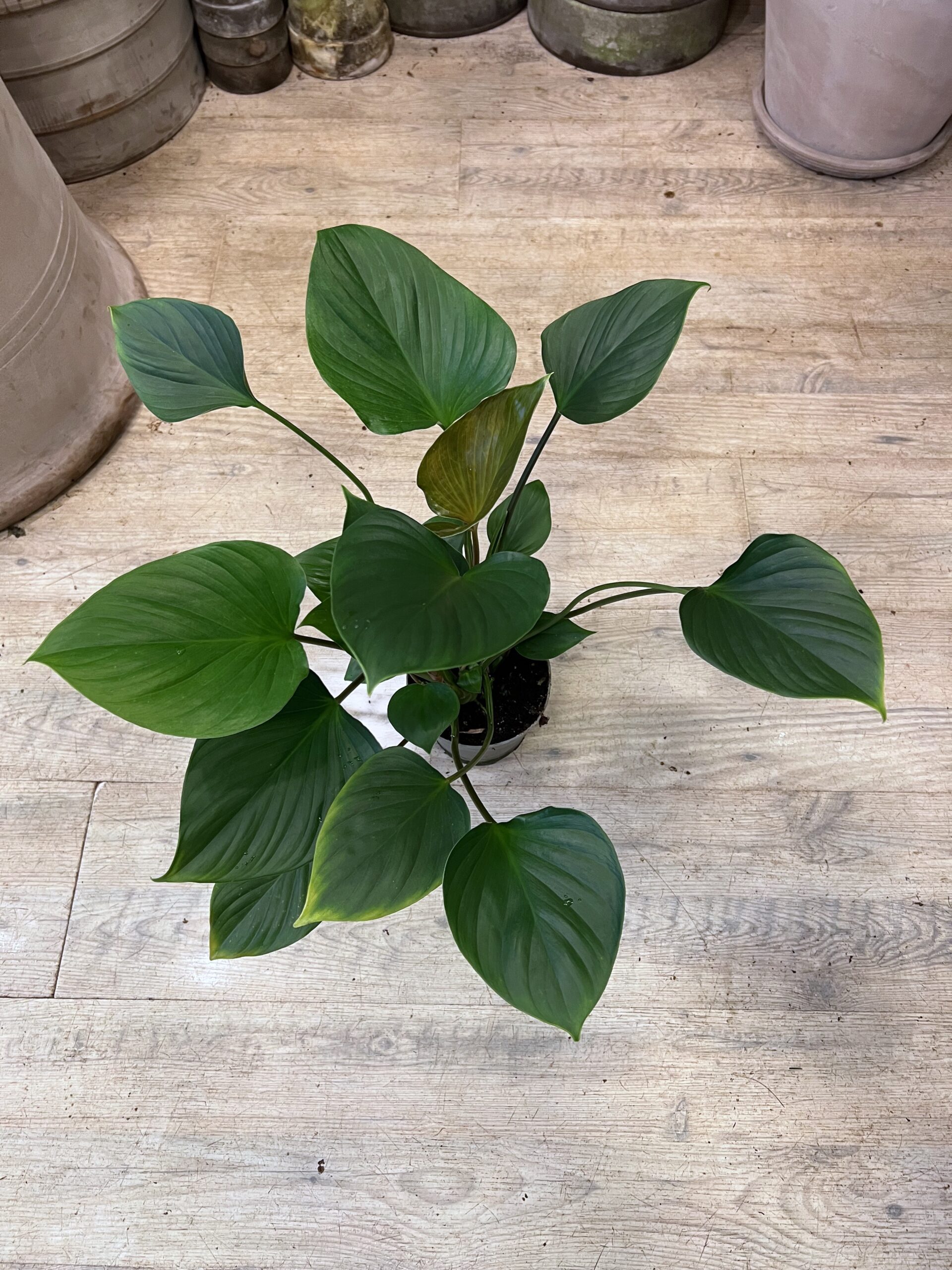 Philodendron - Grøn stueplante - Happyflower-dk