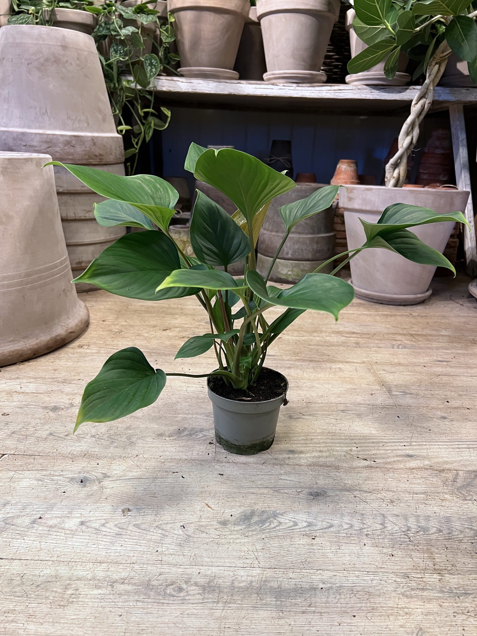 Philodendron uden krukke - Happyflower-dk