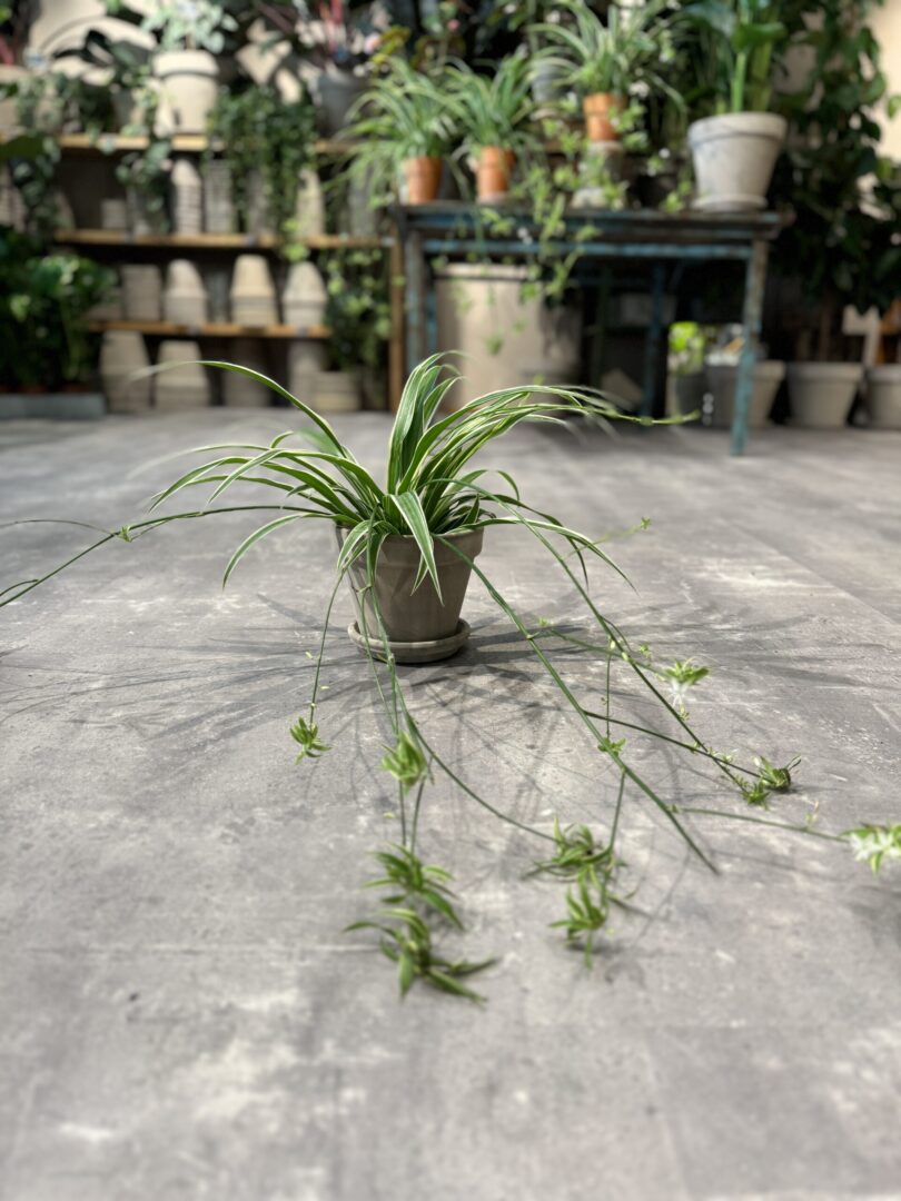 Væddeløber - Happyflower-dk