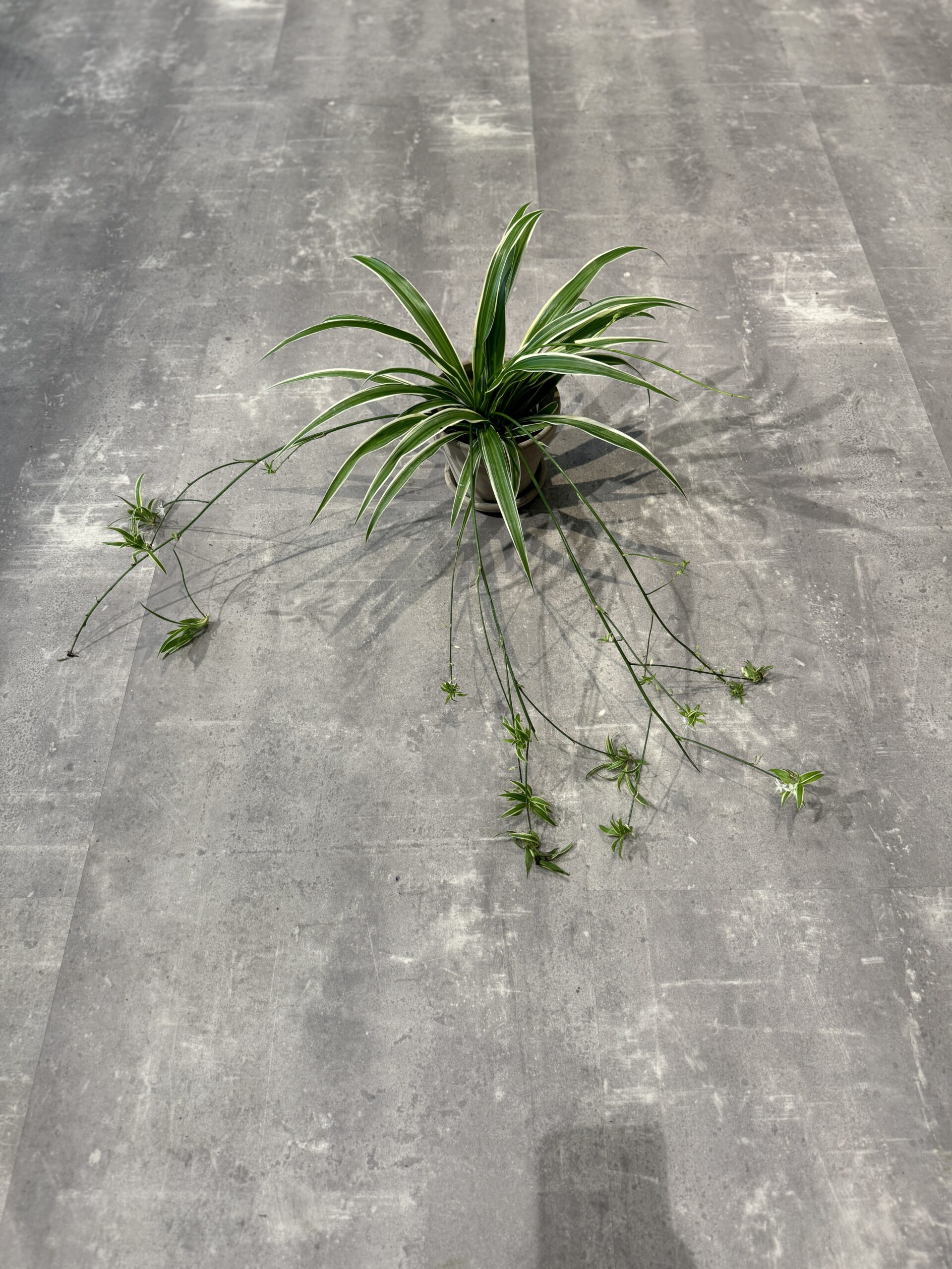 Væddeløber - blade - Happyflower-dk