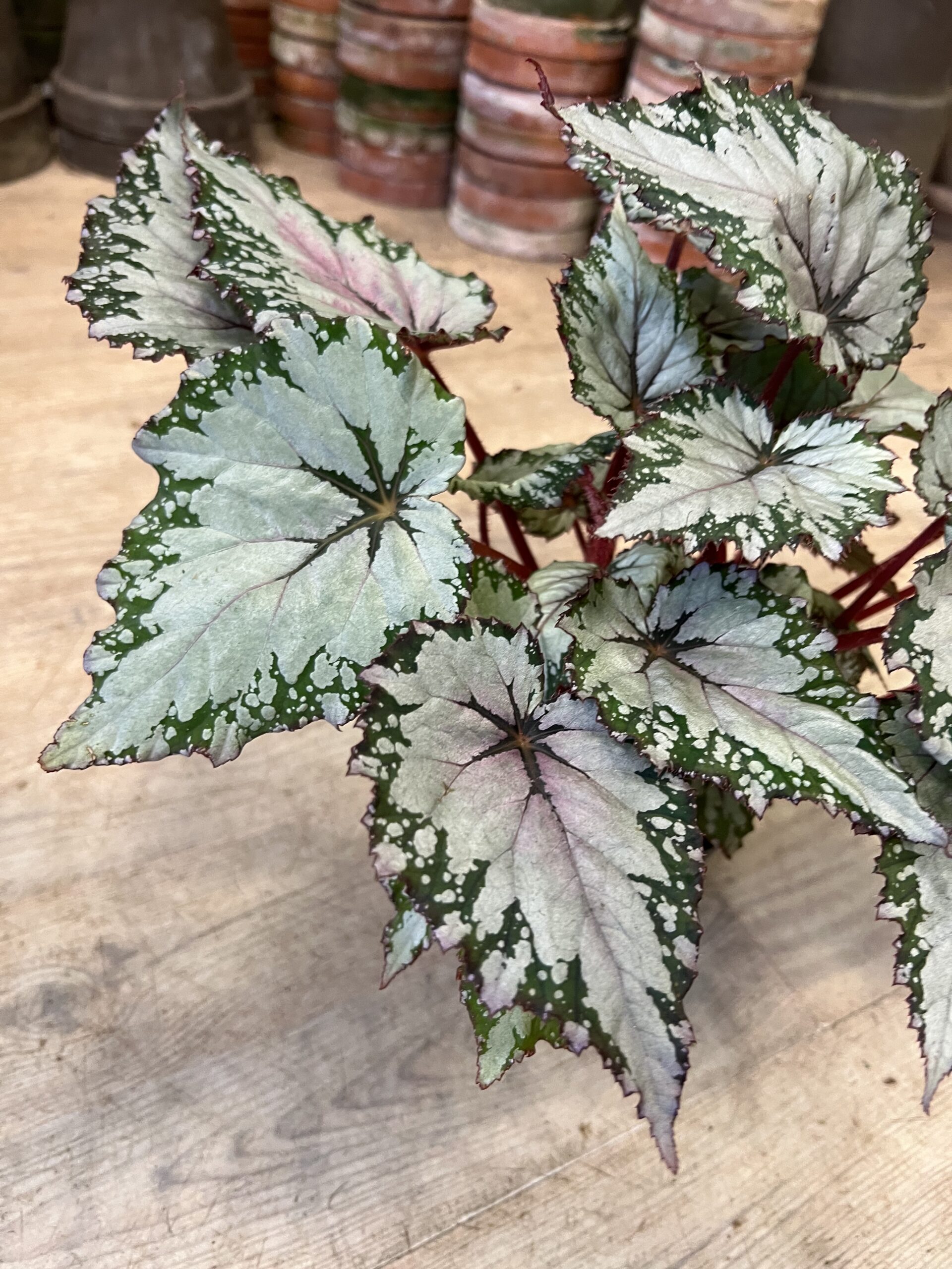 Begonia Rex White blade - Happyflower-dk