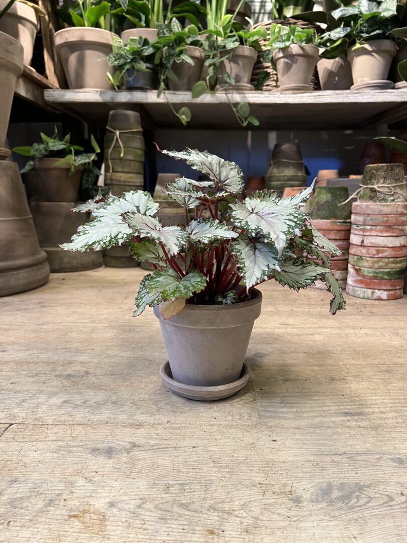 Begonia Rex White med krukke - Happyflower-dk