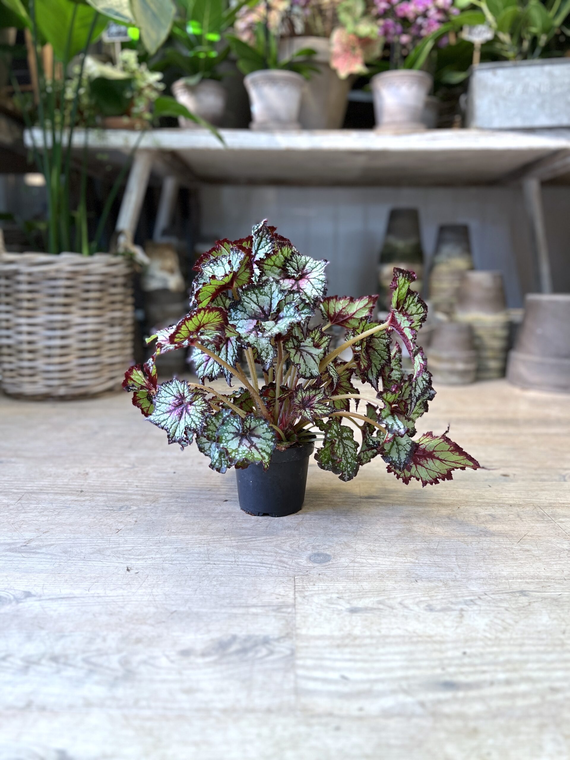 Begonia Rex uden krukke - Happyflower-dk