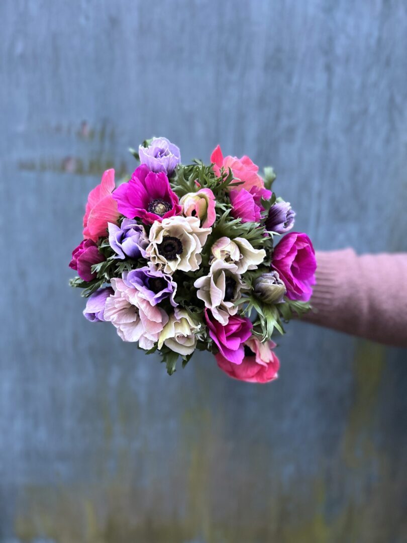 Franske Anemoner - Send blomster - Happyflower-dk