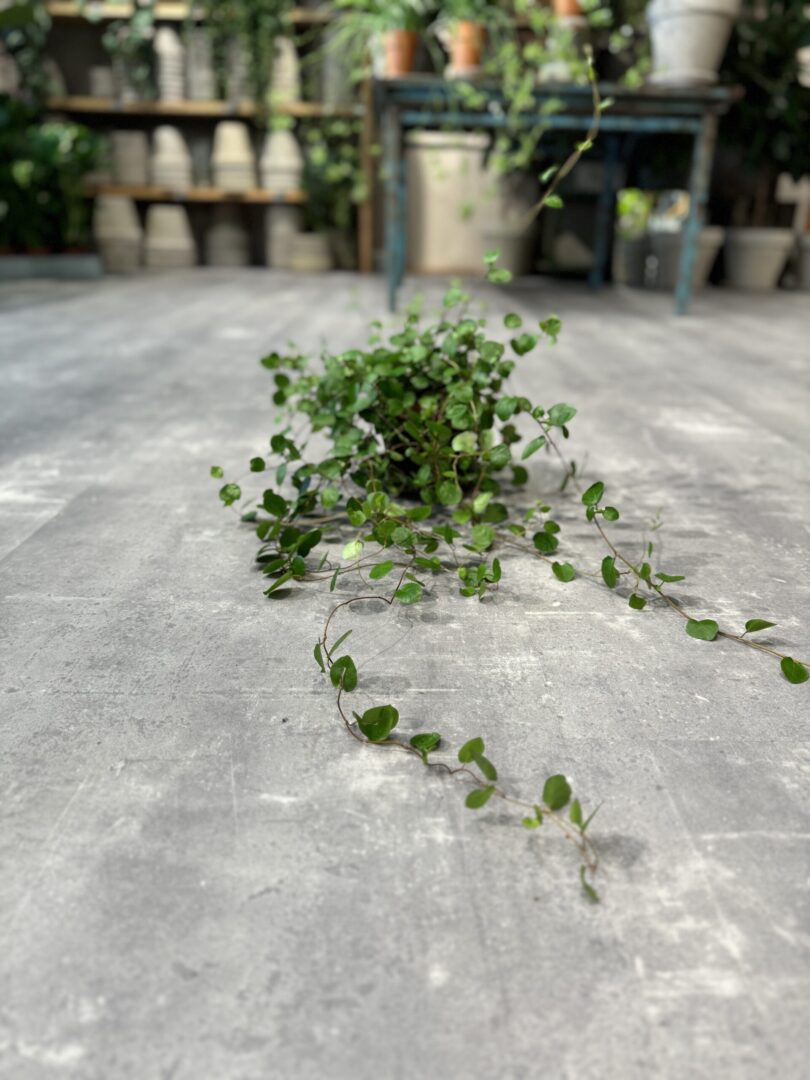 Pletter i luften - Happyflower-dk