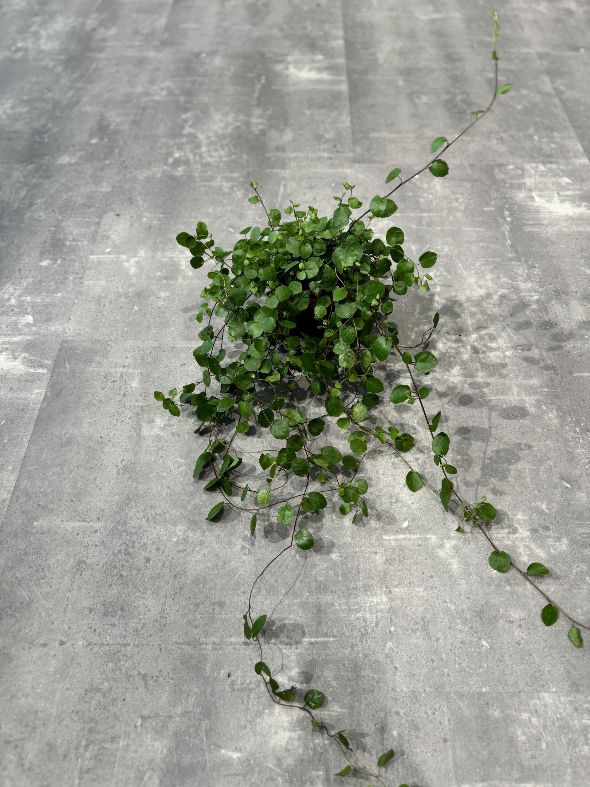 Pletter i luften - blade - Happyflower-dk