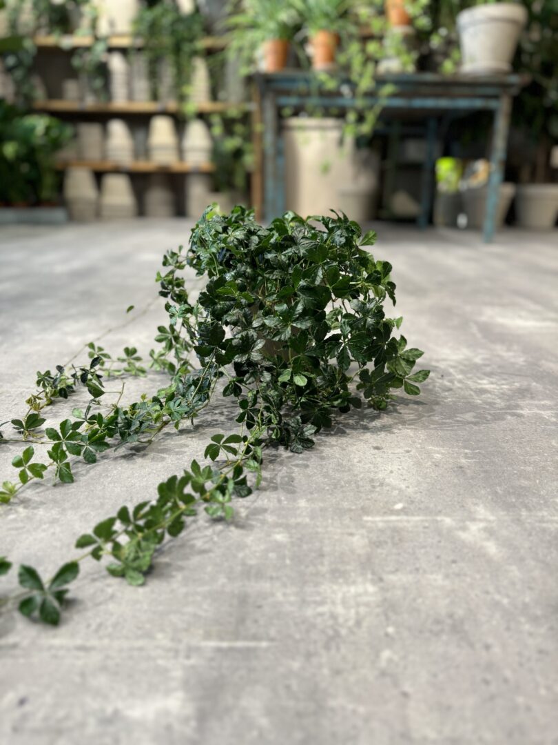 Prinsessevin - Happyflower-dk