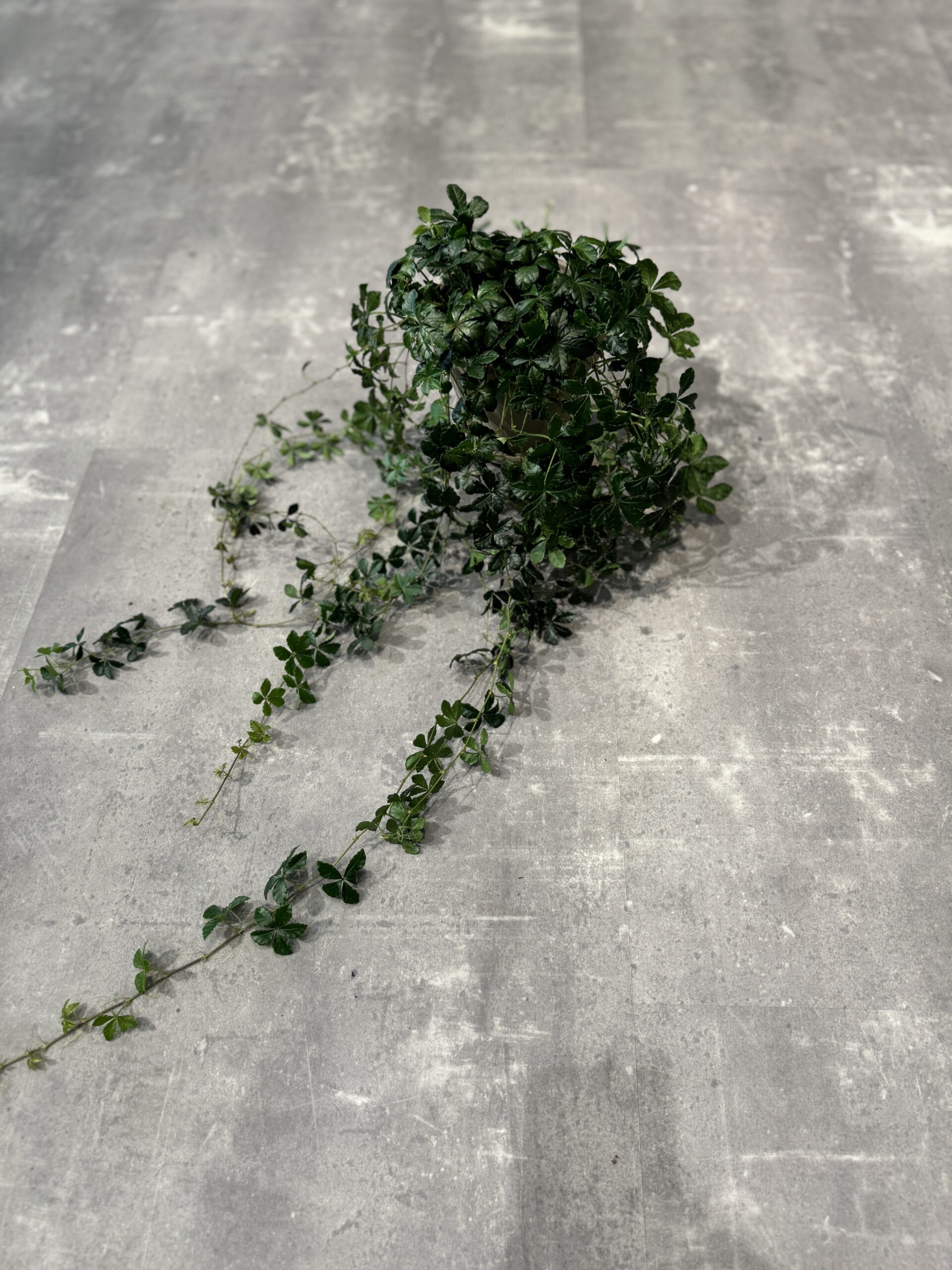 Prinsessevin - Planter online - Happyflower-dk