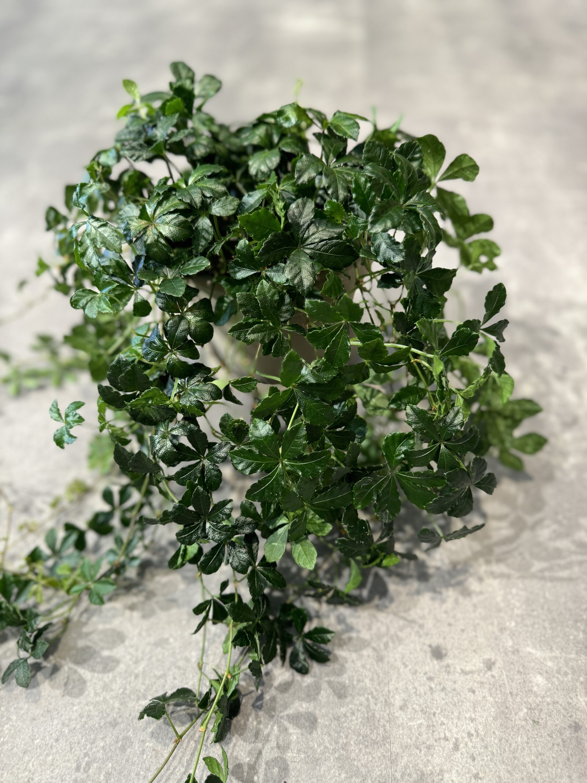 Prinsessevin - blade - Happyflower-dk