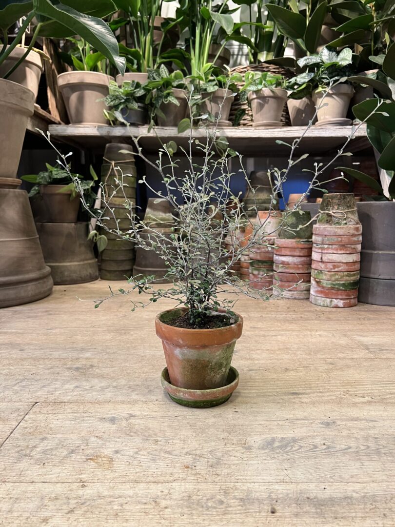 Spøgelsestræ med krukke - Happyflower-dk