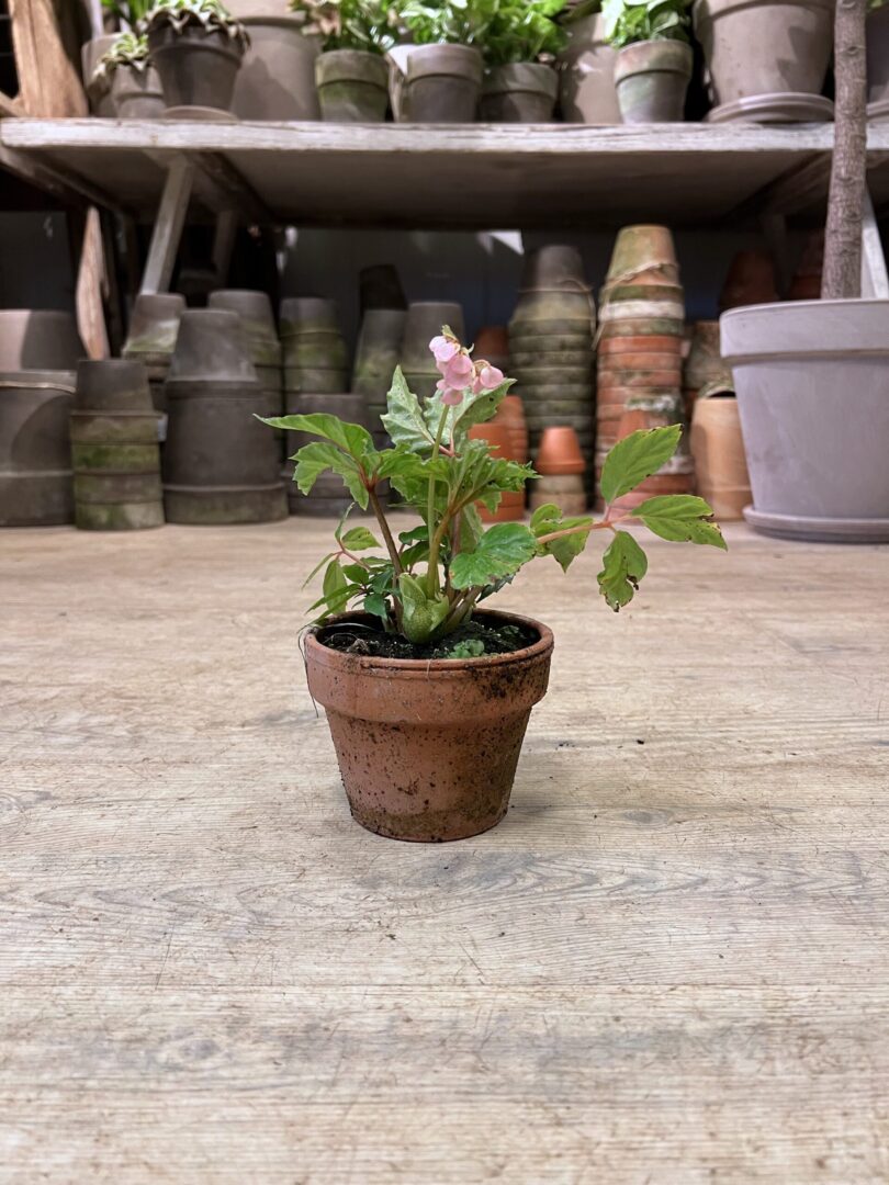 Begonia - Happyflower-dk