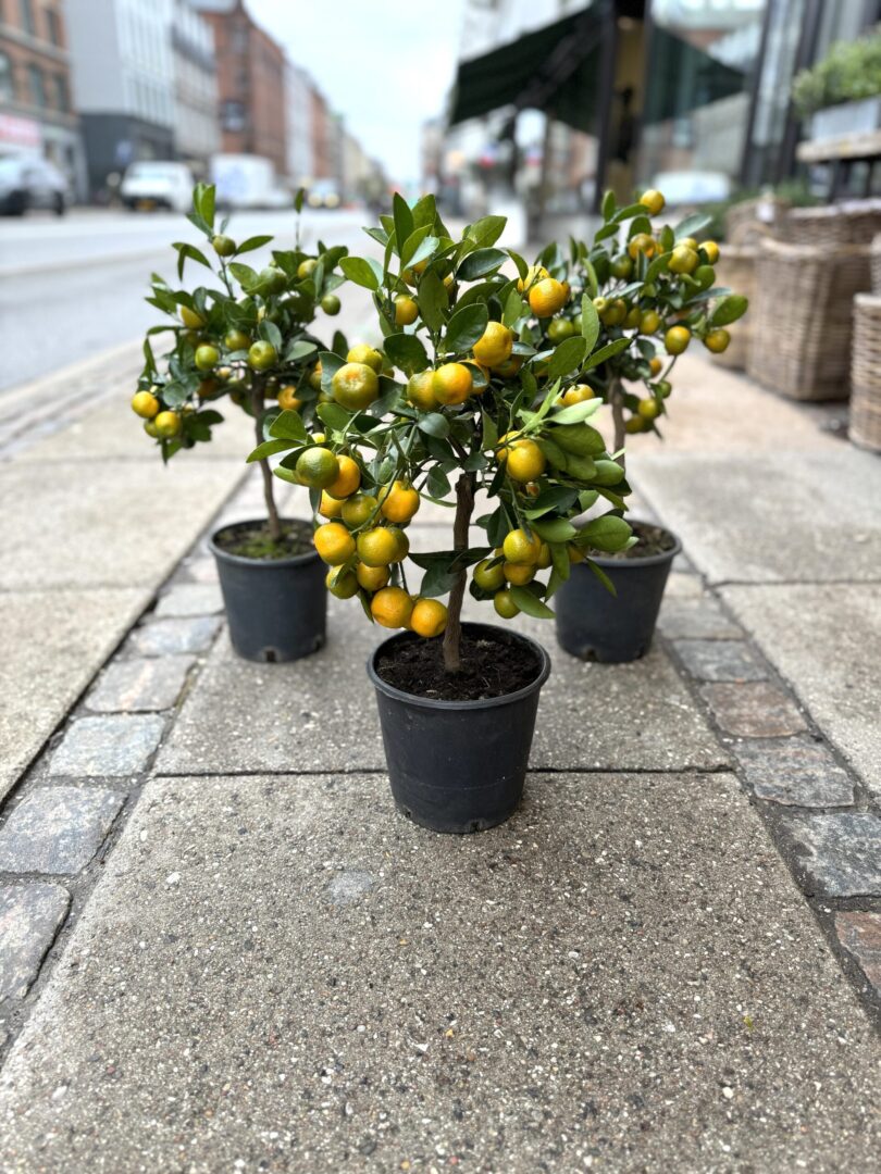 Calamondin - Happyflower-dk