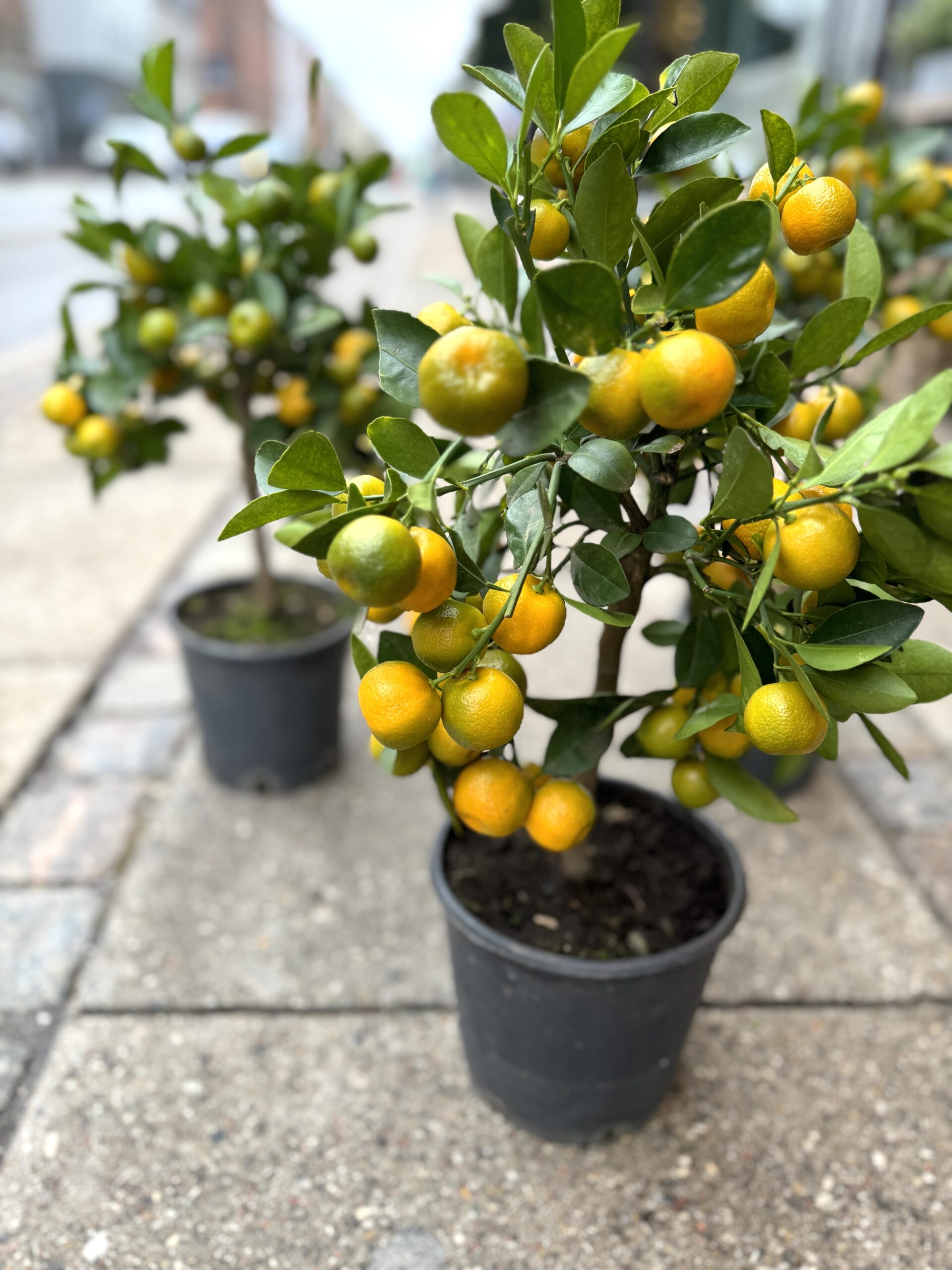 Calamondin citrus plante - Happyflower-dk