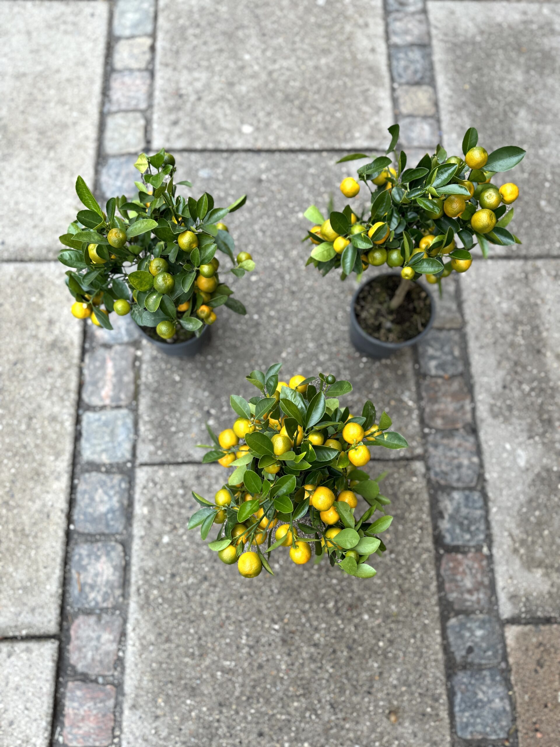 Calamondin citrus planter - Happyflower-dk