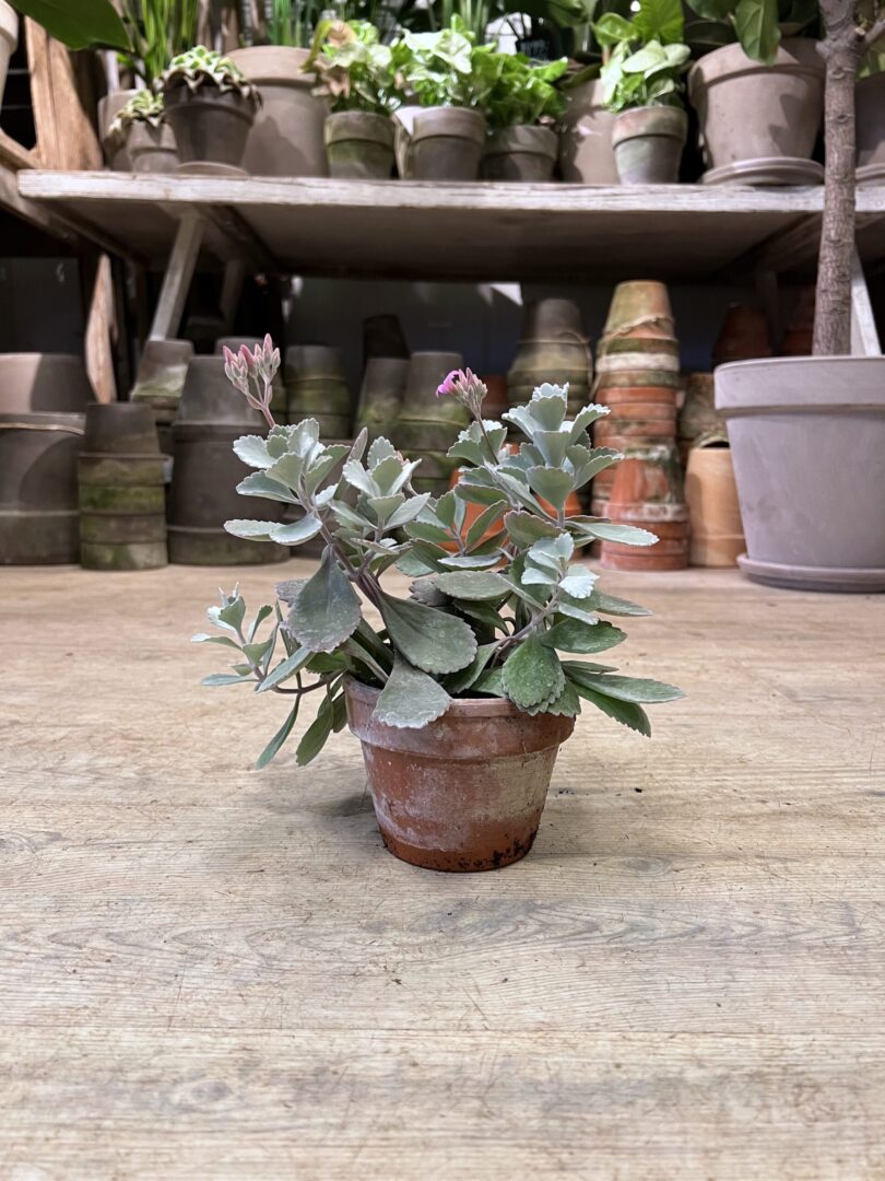 Kalanchoe - Happyflower-dk