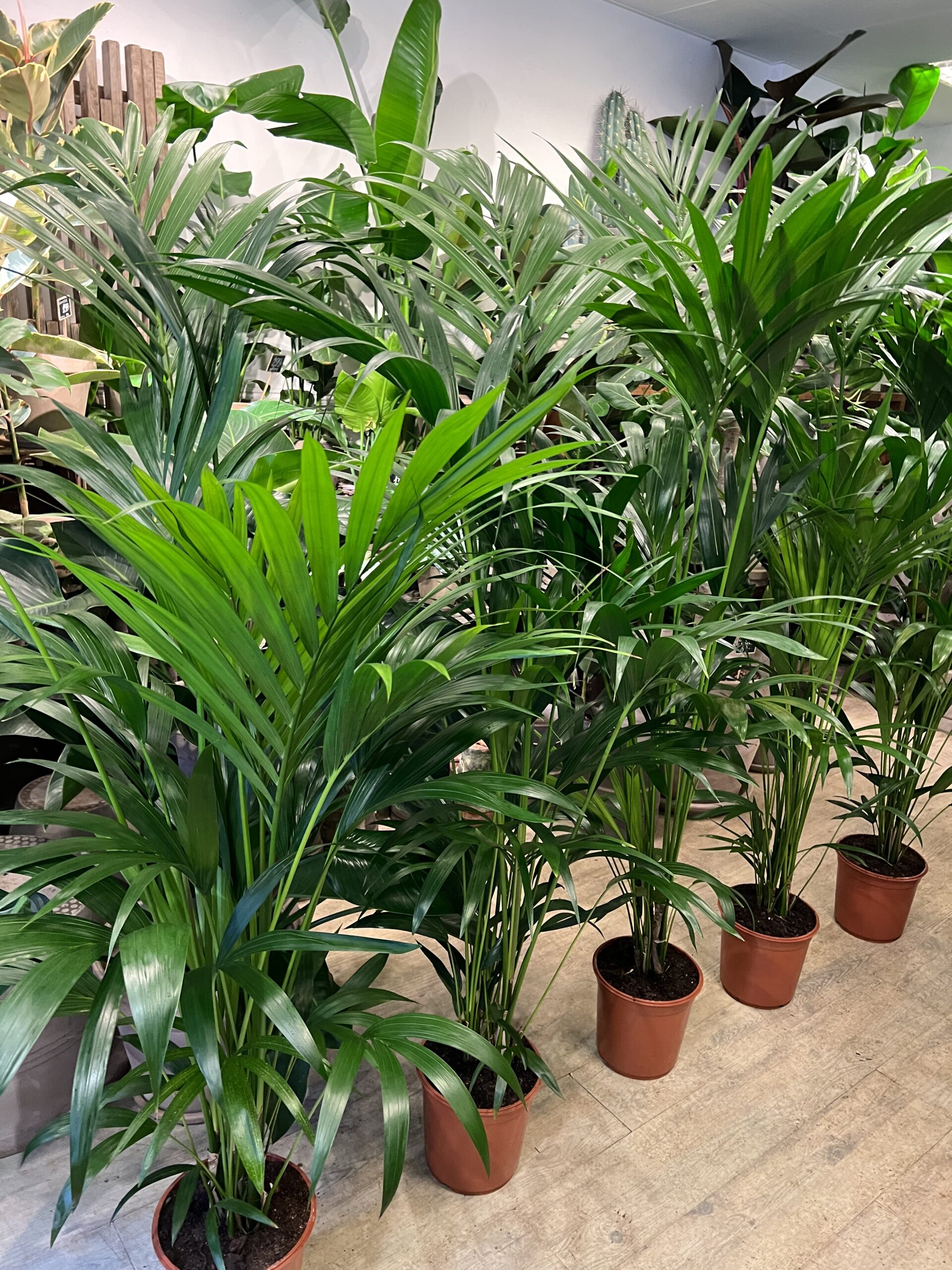 Kentiapalme 160-180 cm. billigt - Howea forsteriana - Happyflower-dk