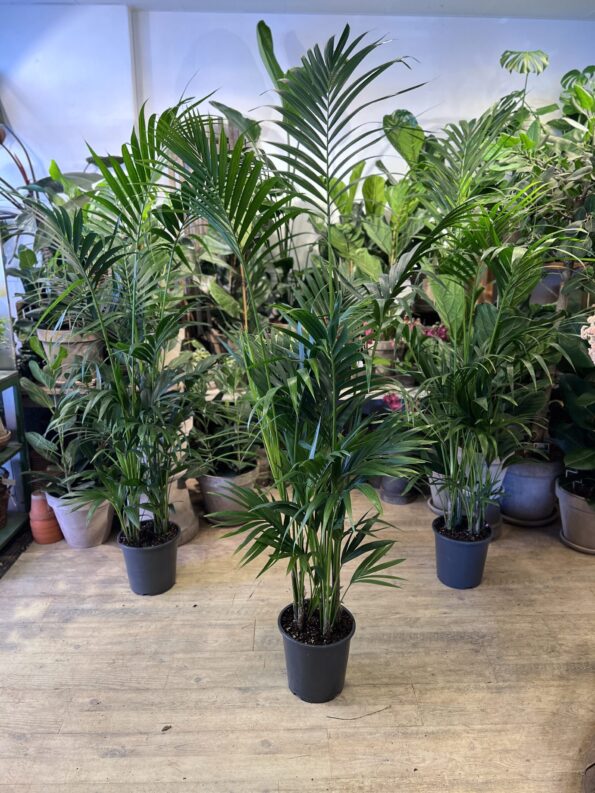 monstera anzucht Monstera Liebhaber-Set (3 Stk.) kaufen