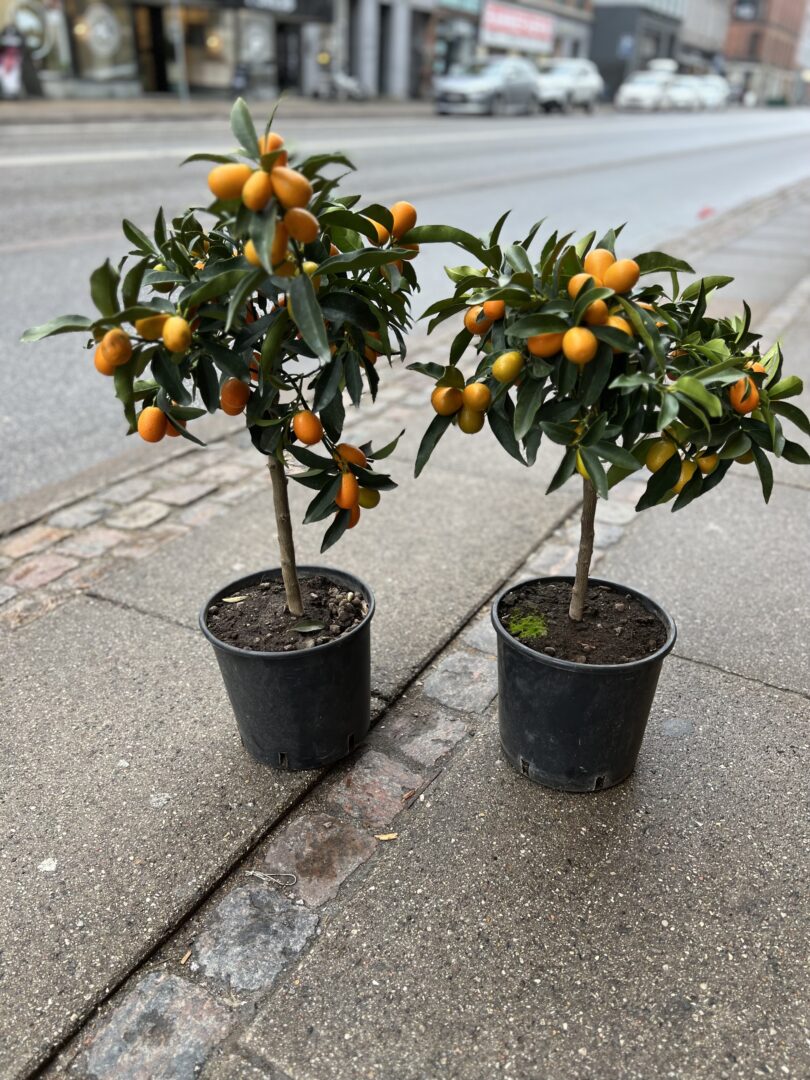 Kumquat 60 cm. - Happyflower-dk