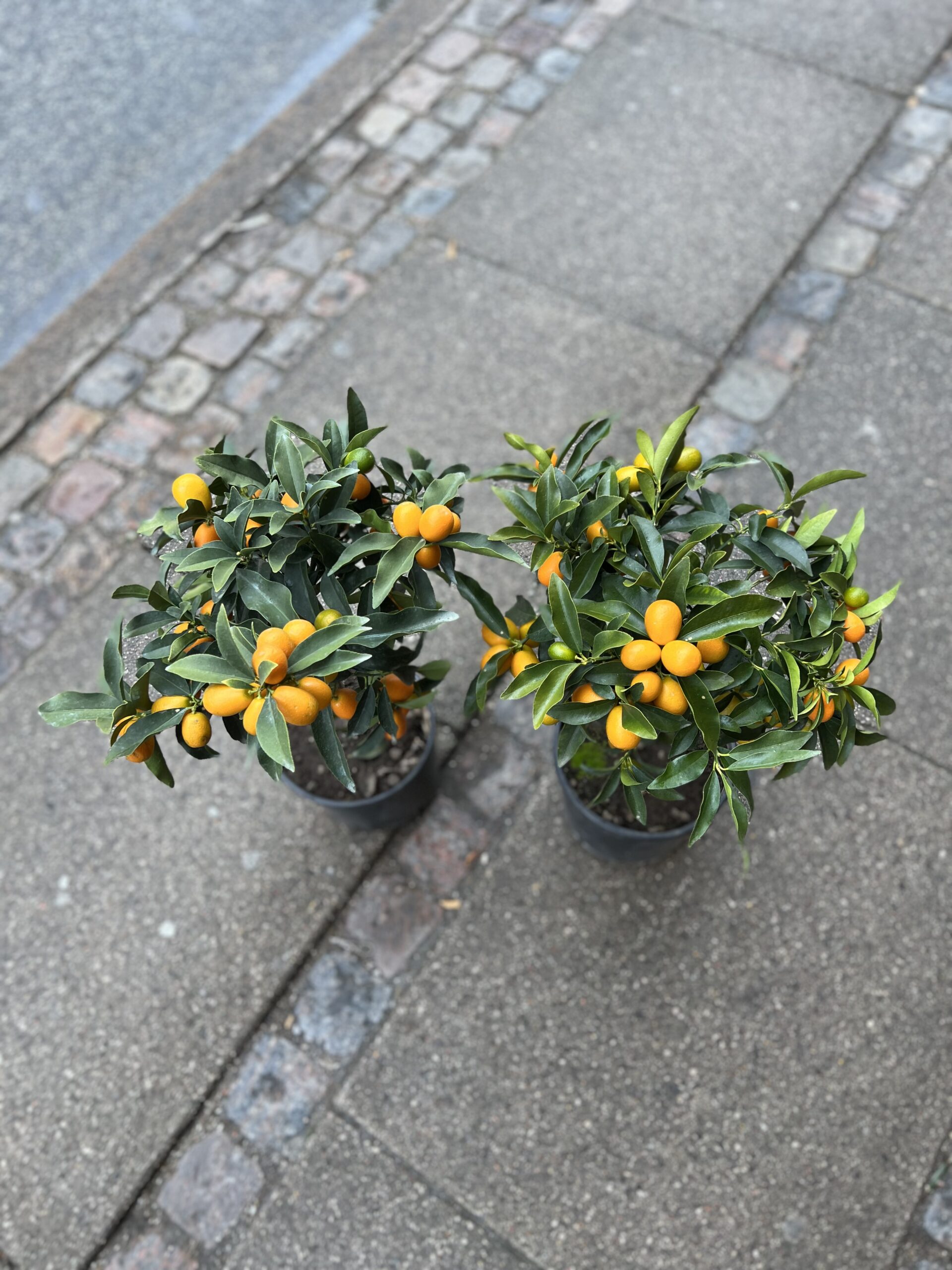 Kumquat 60 cm. - Kumquat billigt - Happyflower-dk