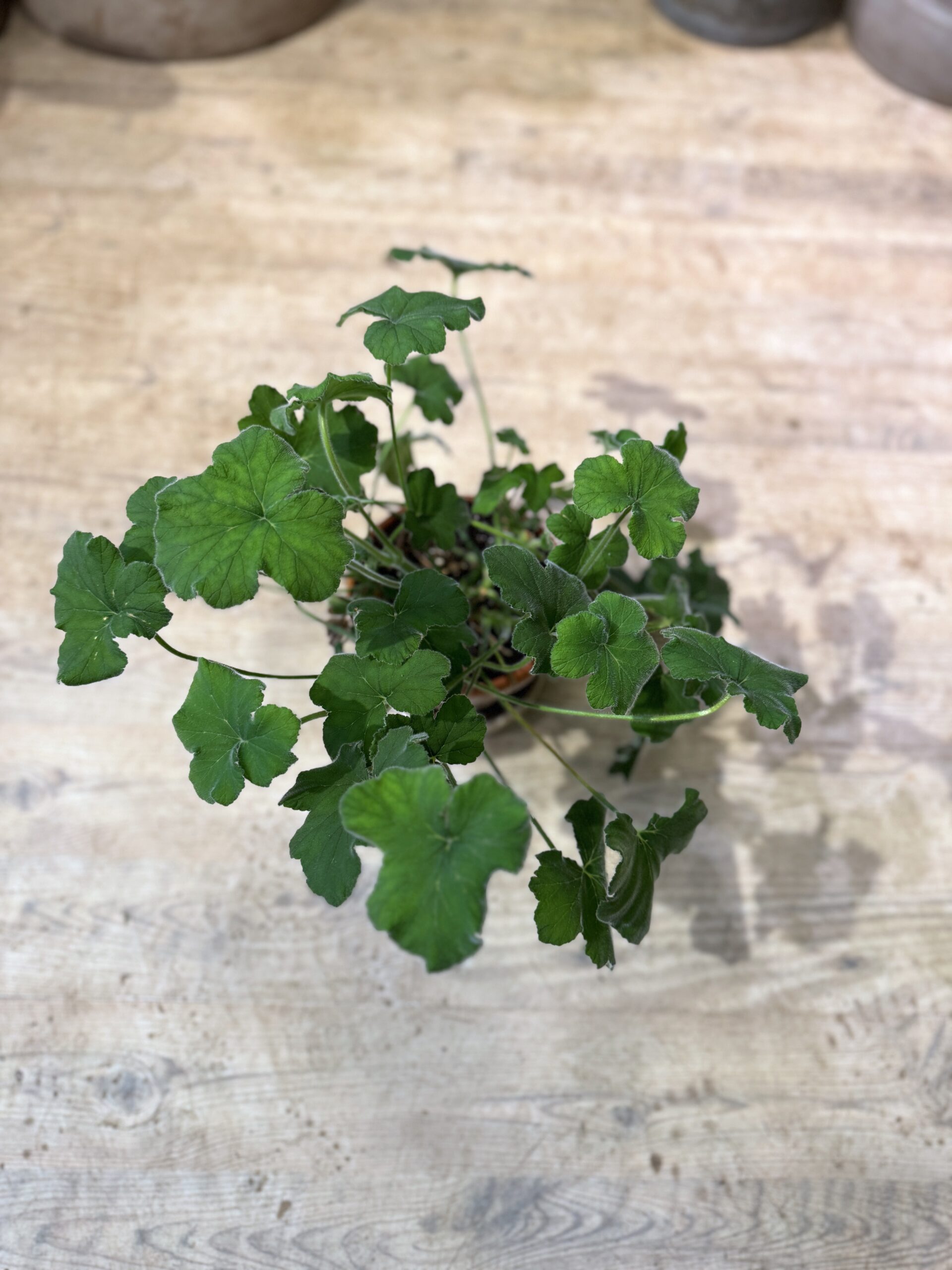 Pebermyntegeranie - Happyflower-dk