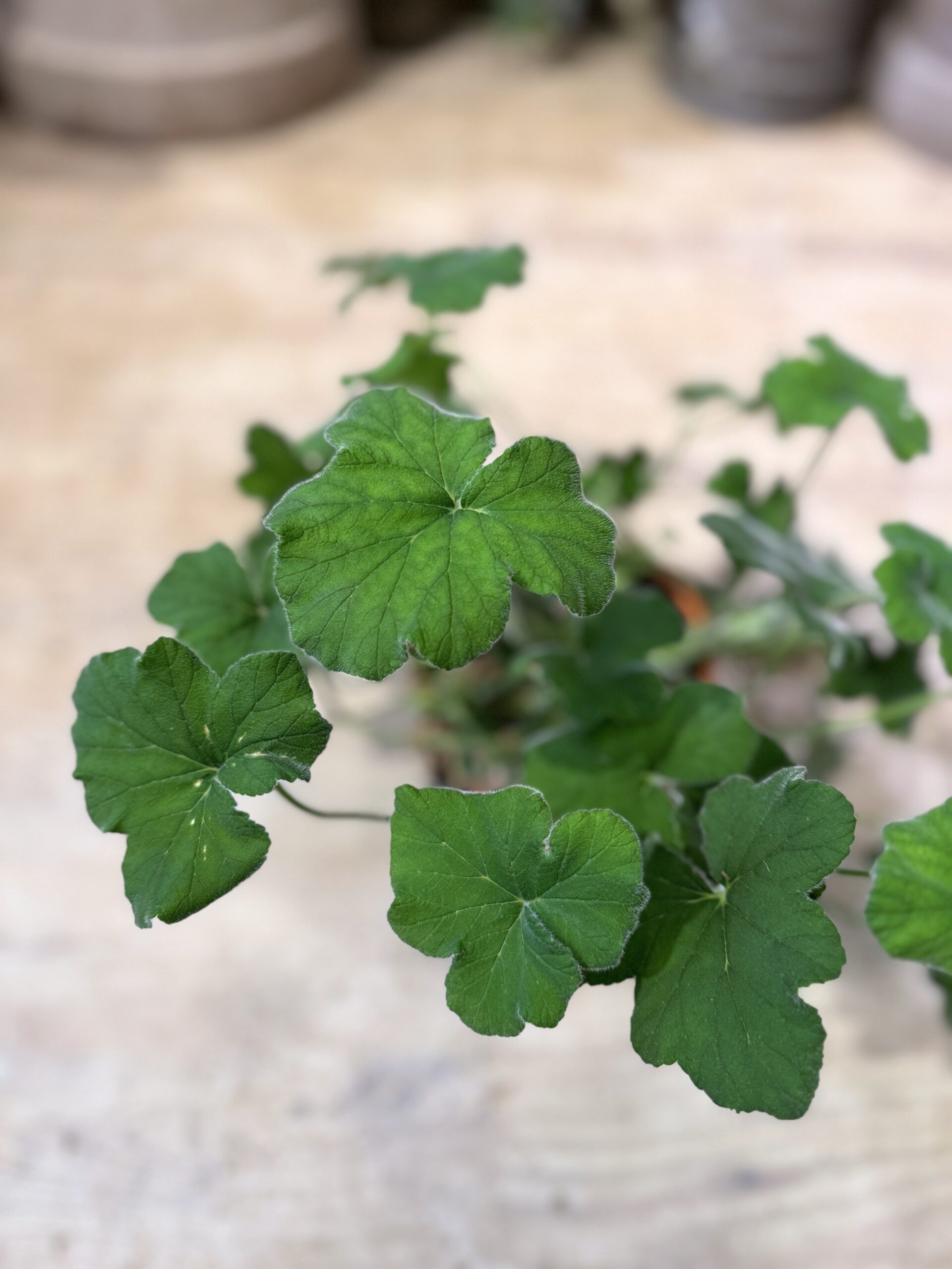 Pebermyntegeranie - blade - Happyflower-dk