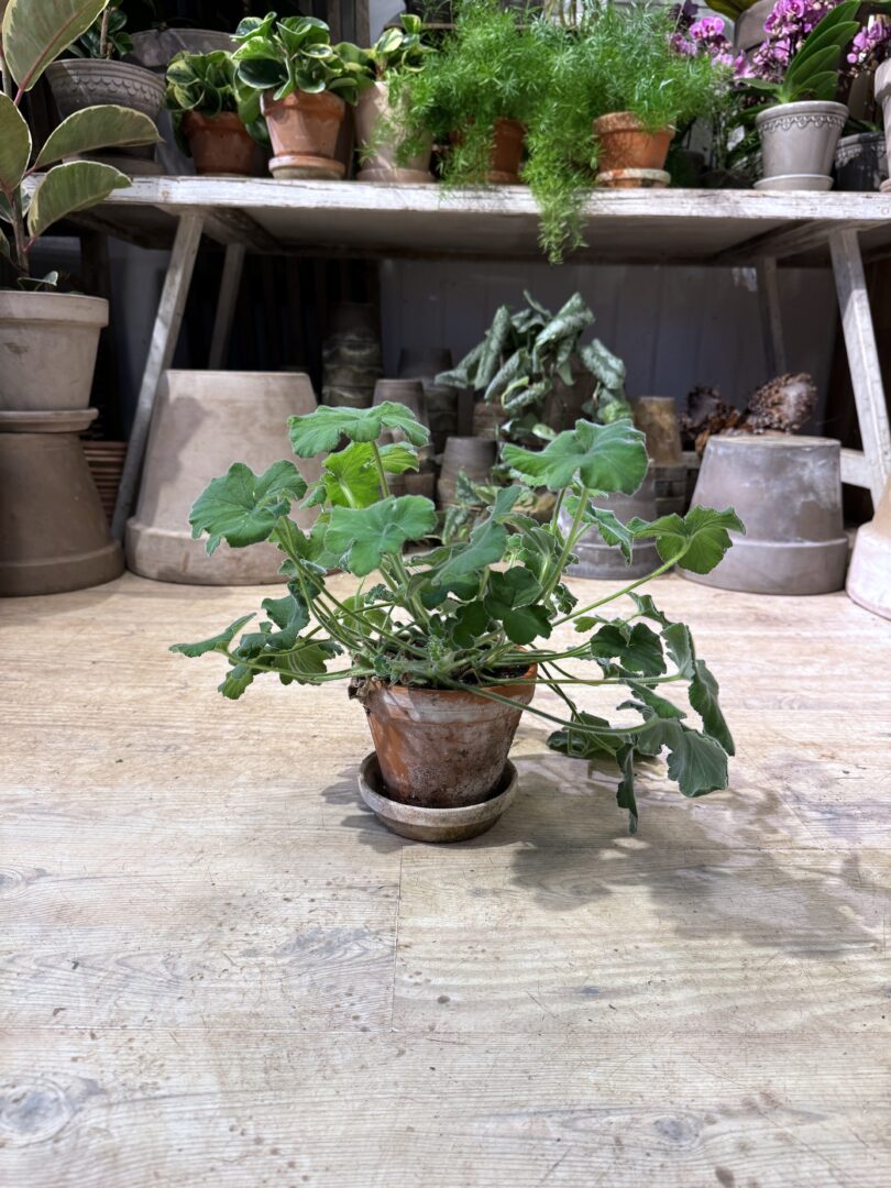 Pebermyntegeranie med krukke - Happyflower-dk