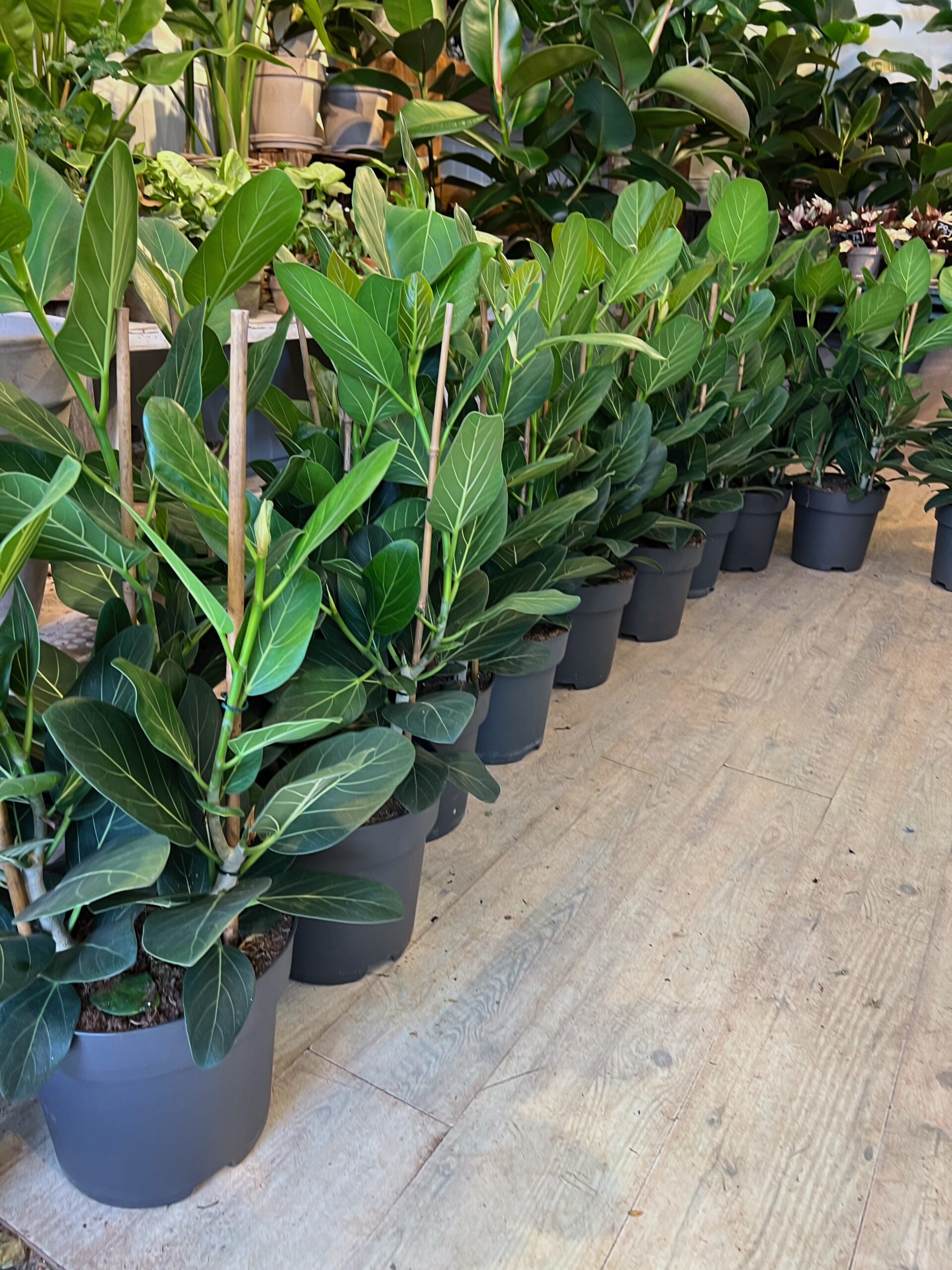 Ficus-Audrey-60-cm.-Ficus-Audrey-billigt-Happyflower-dk-scaled