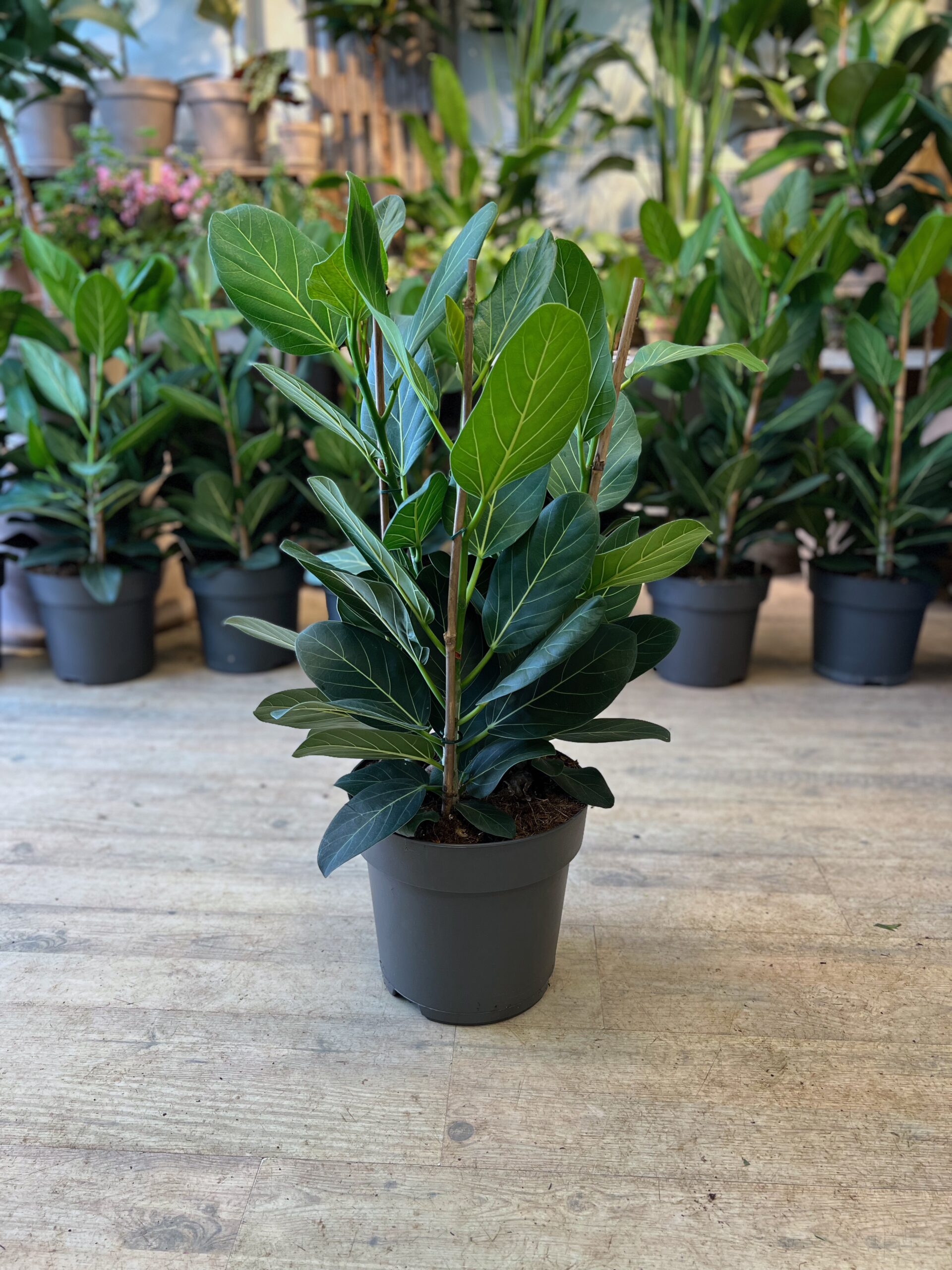 Ficus Audrey 60 cm. - Happyflower-dk