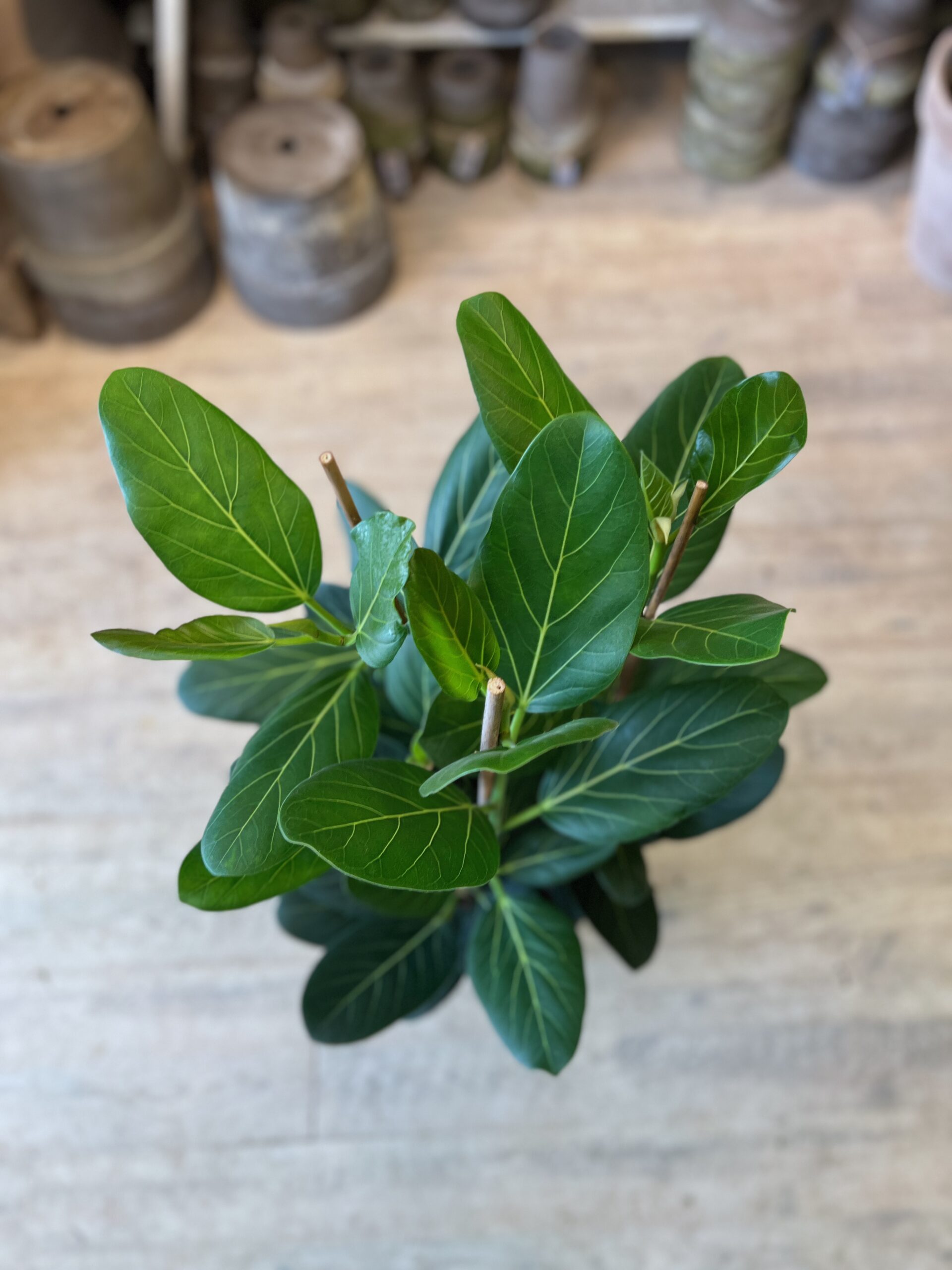 Ficus-Audrey-60-cm.-krone-Happyflower-dk-scaled