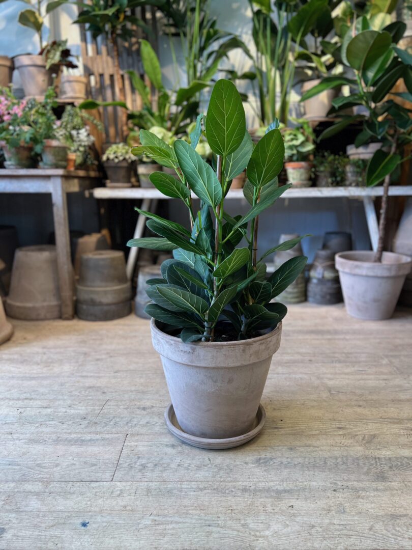 Ficus Audrey 60 cm. med krukke - Happyflower-dk