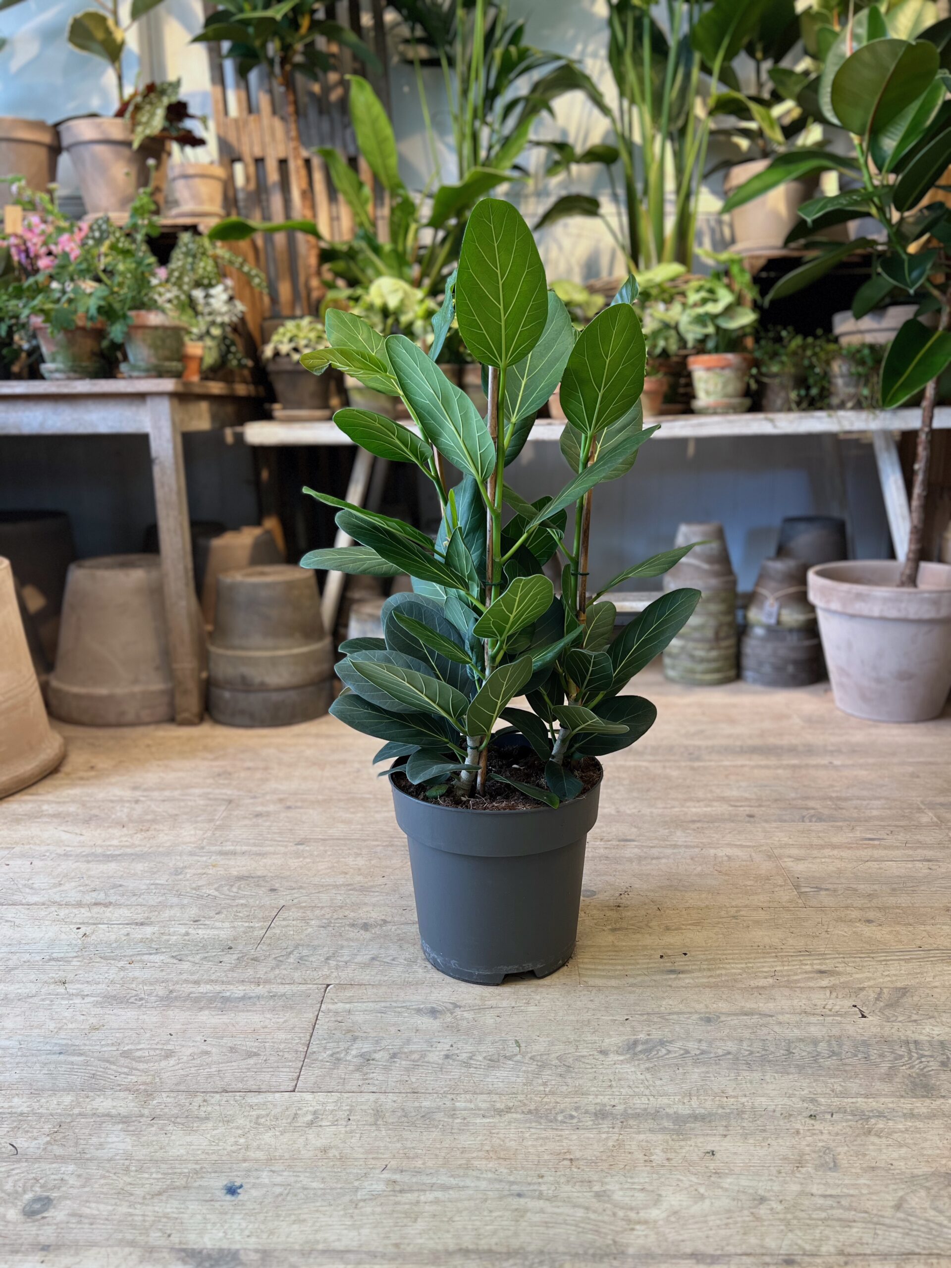 Ficus Audrey 60 cm. uden krukke - Happyflower-dk
