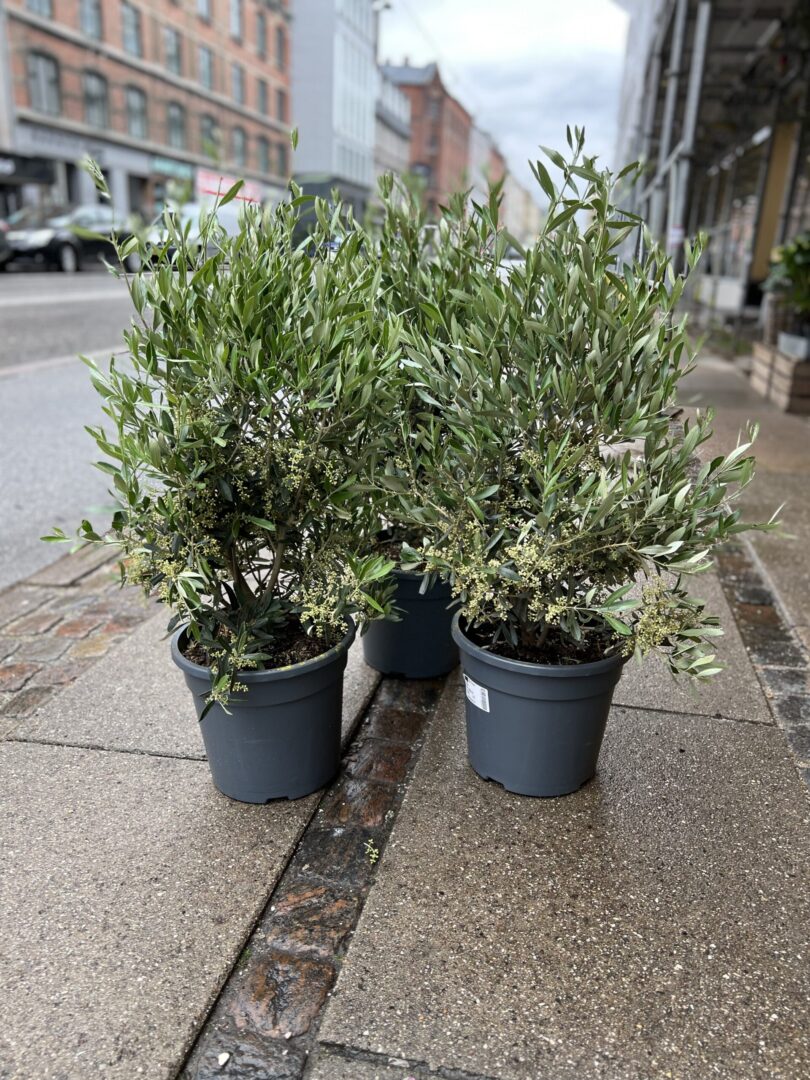 Olivenbusk - Happyflower-dk