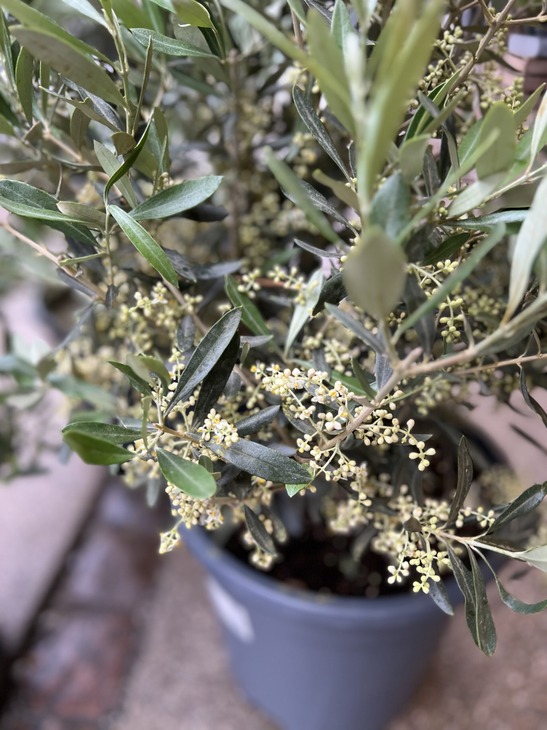 Olivenbusk blomst - Happyflower-dk