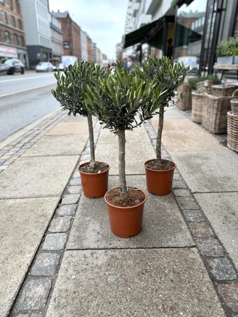 Oliventræ 80-100 cm. - Happyflower-dk