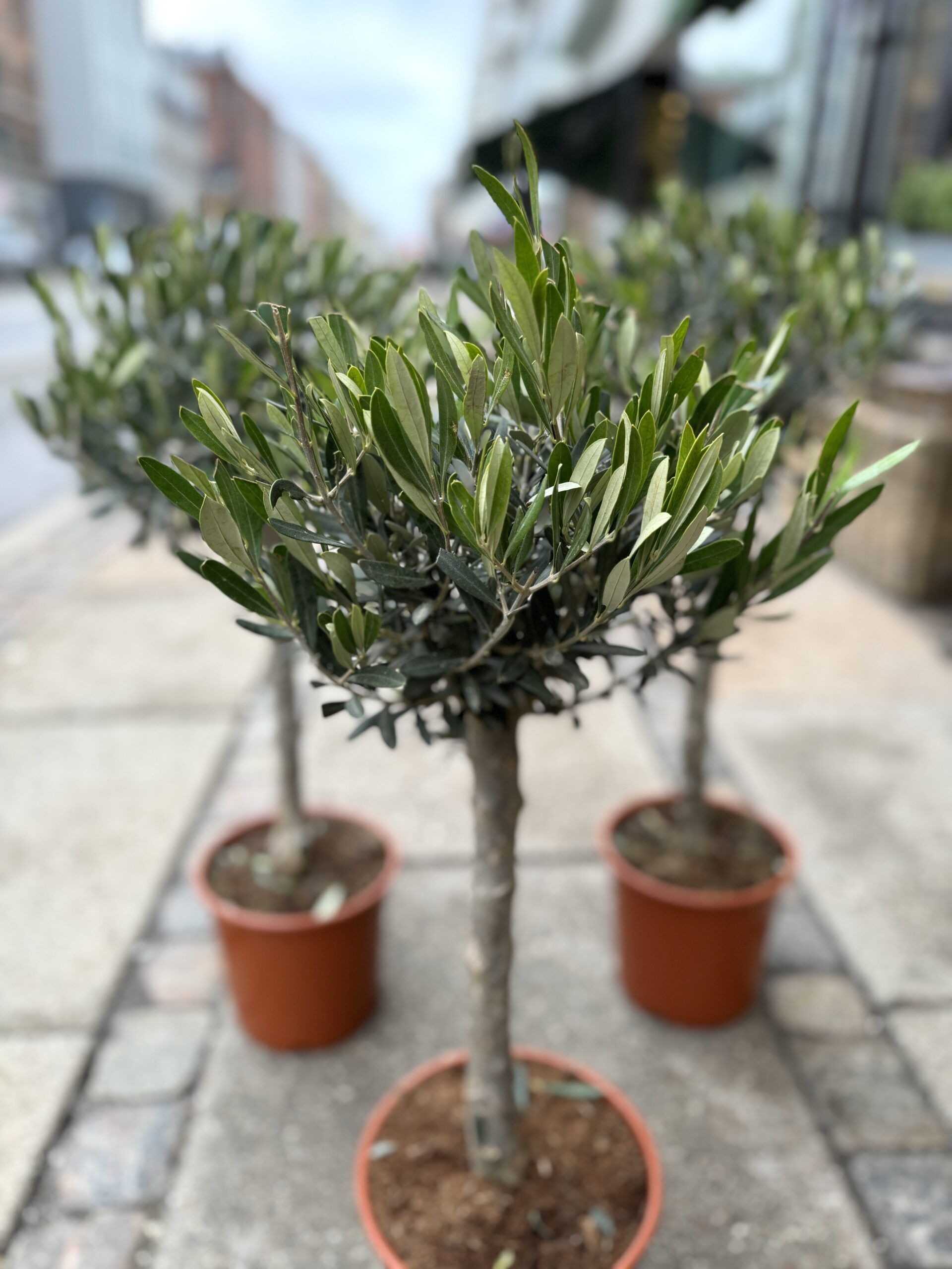 Oliventræ 80-100 cm. - krone - Happyflower-dk